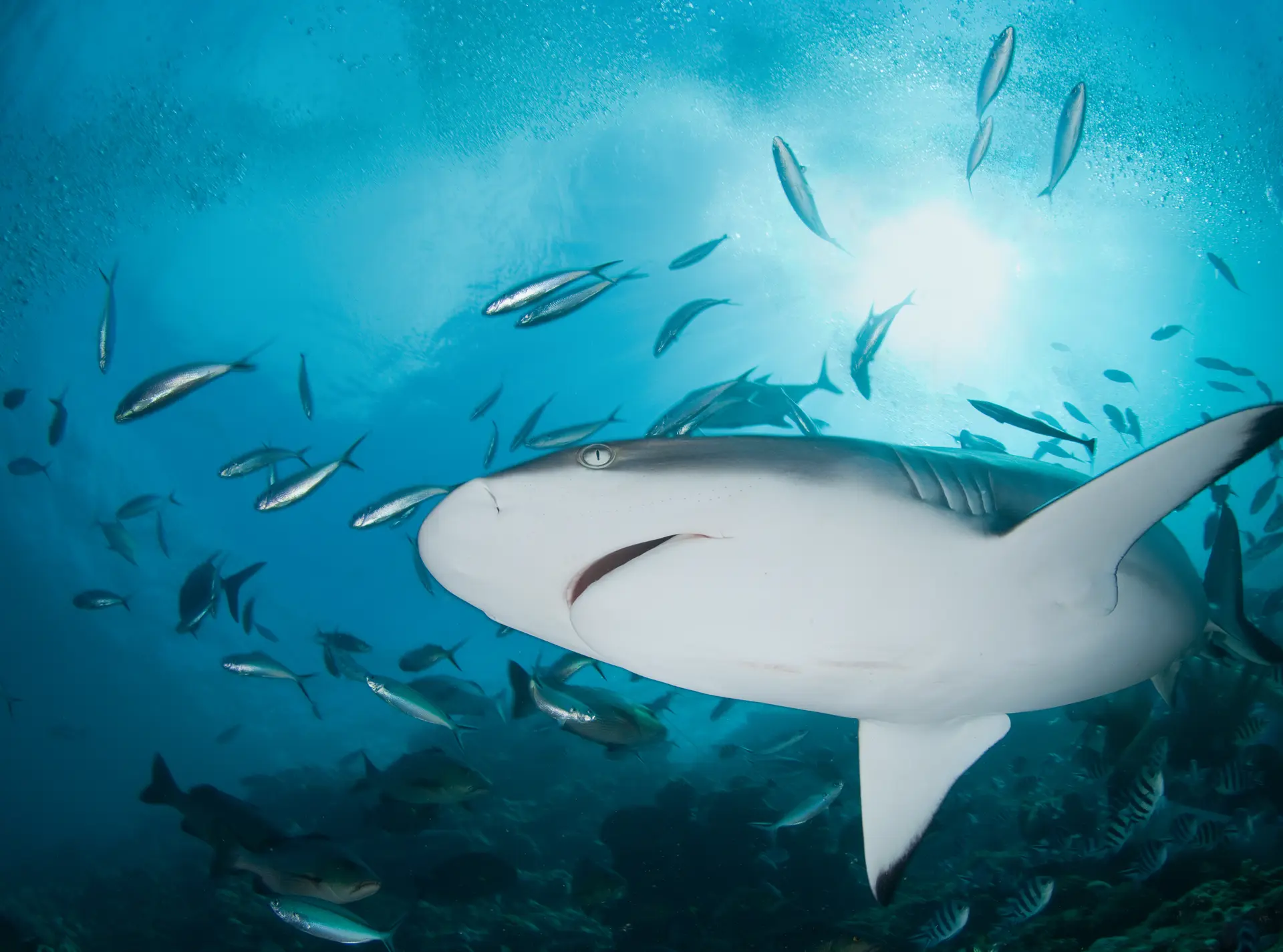 grey reef shark with fish
