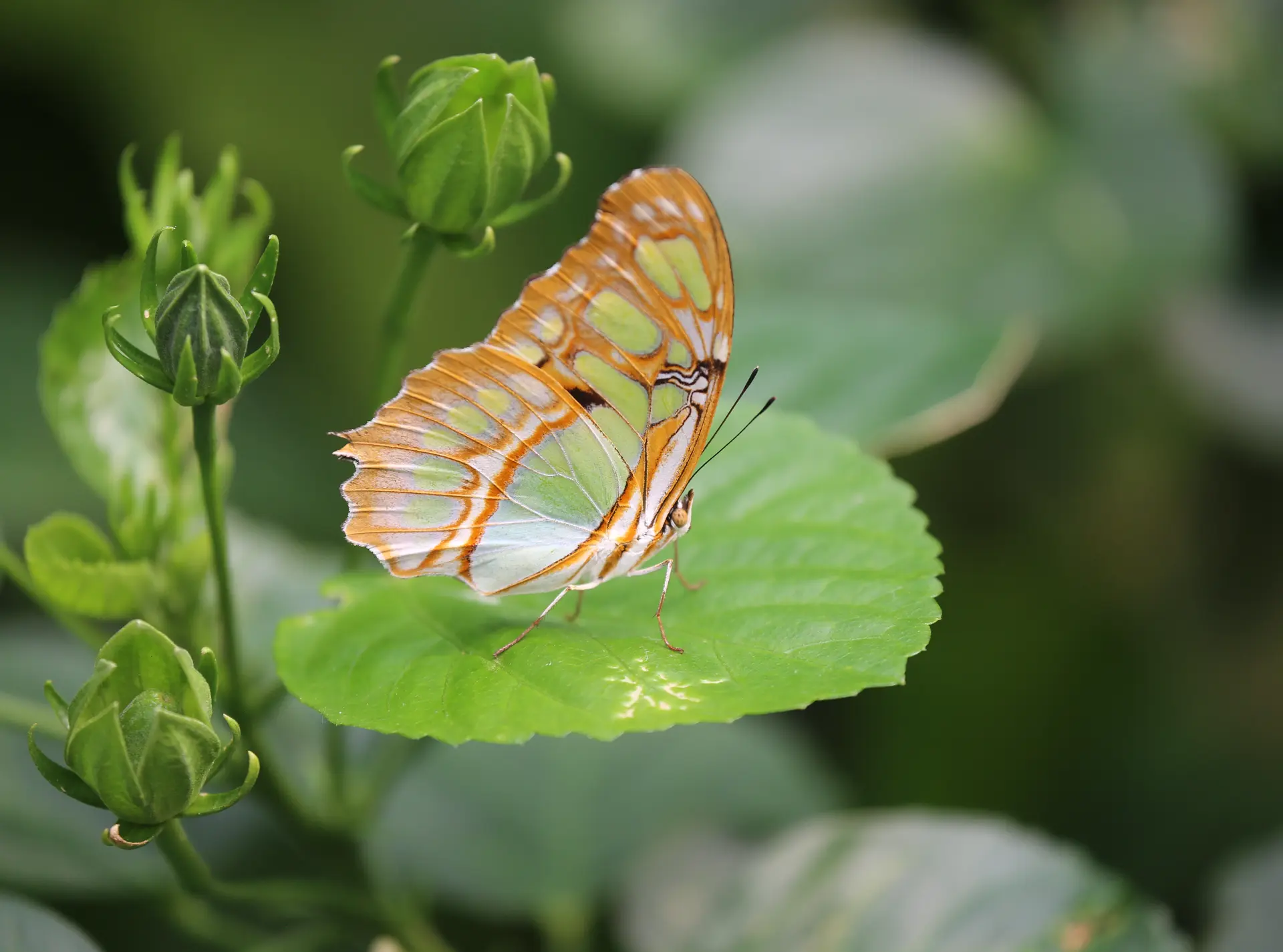 Butterfly in Butterfly Parasise at ZSL London Zoo