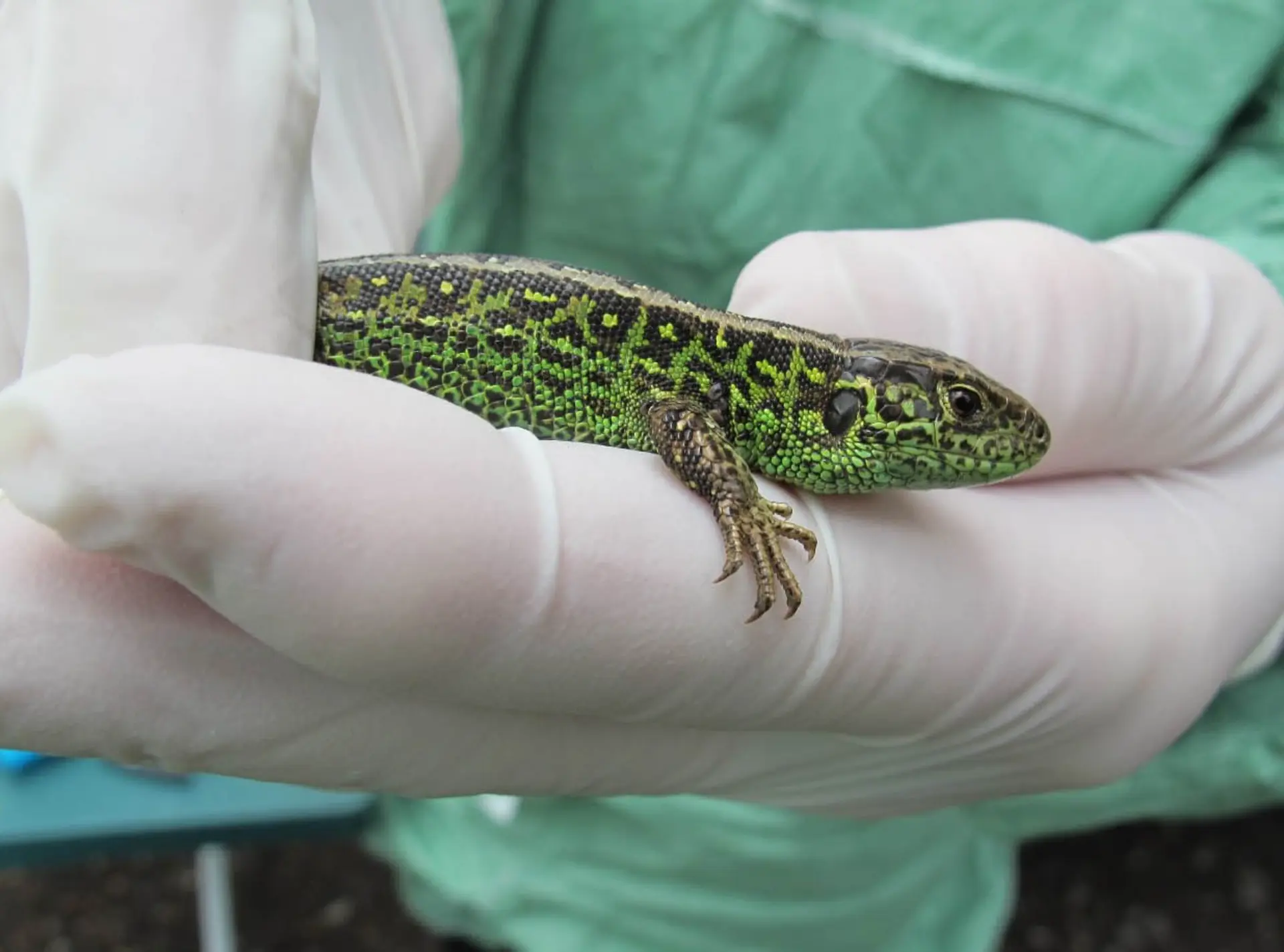 sand lizard examination in gloves
