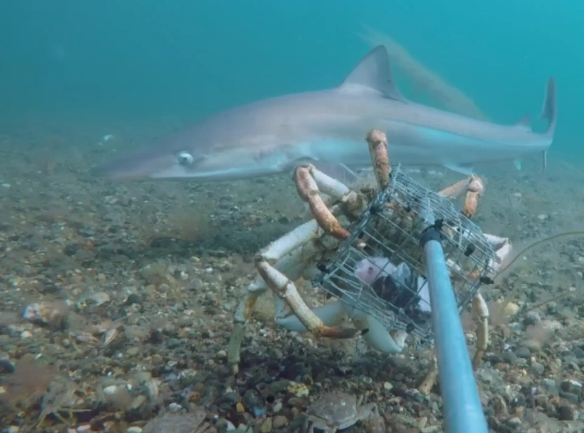 Tope shark