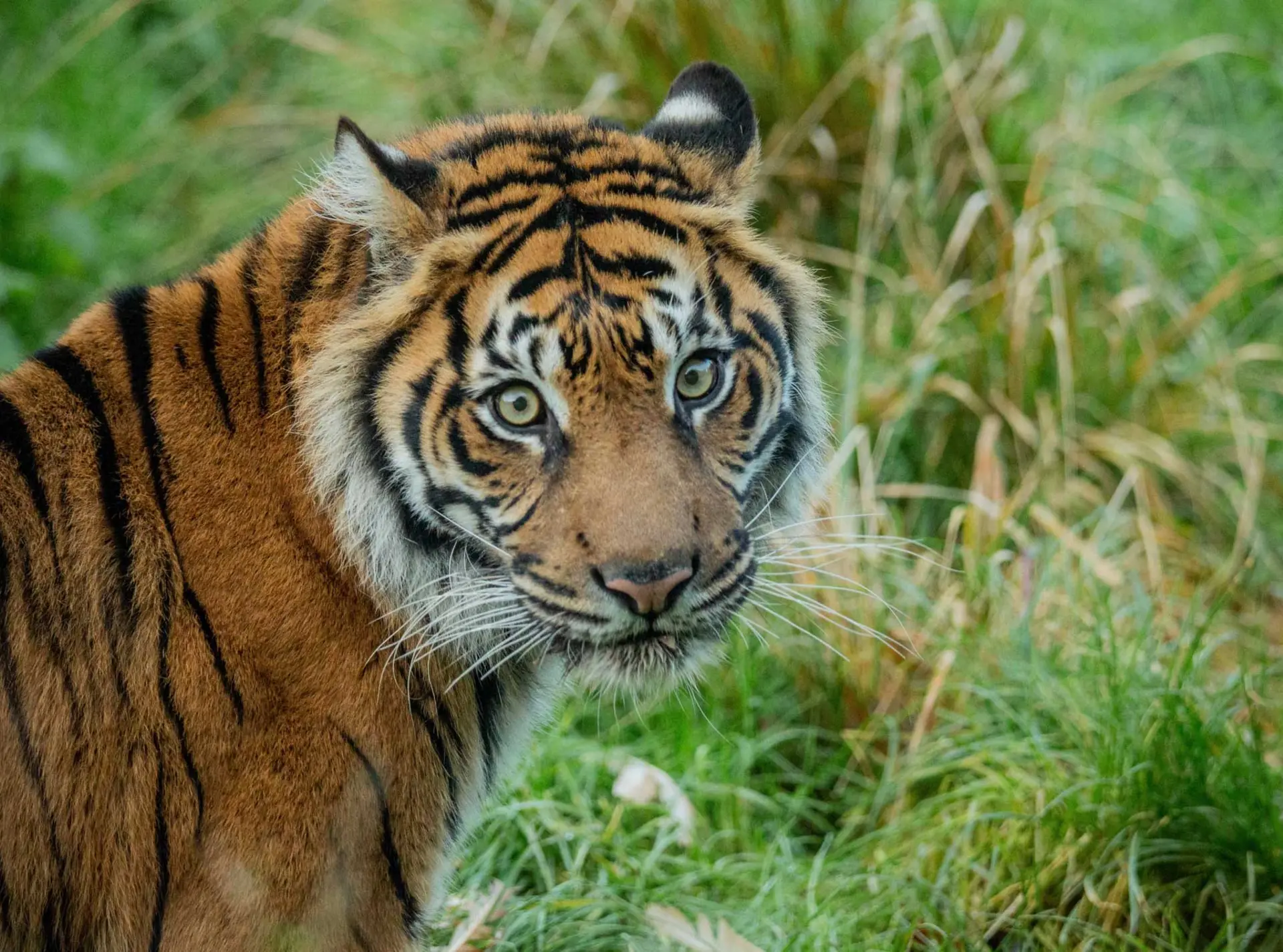 Sumatran tiger Gaysha at London zoo