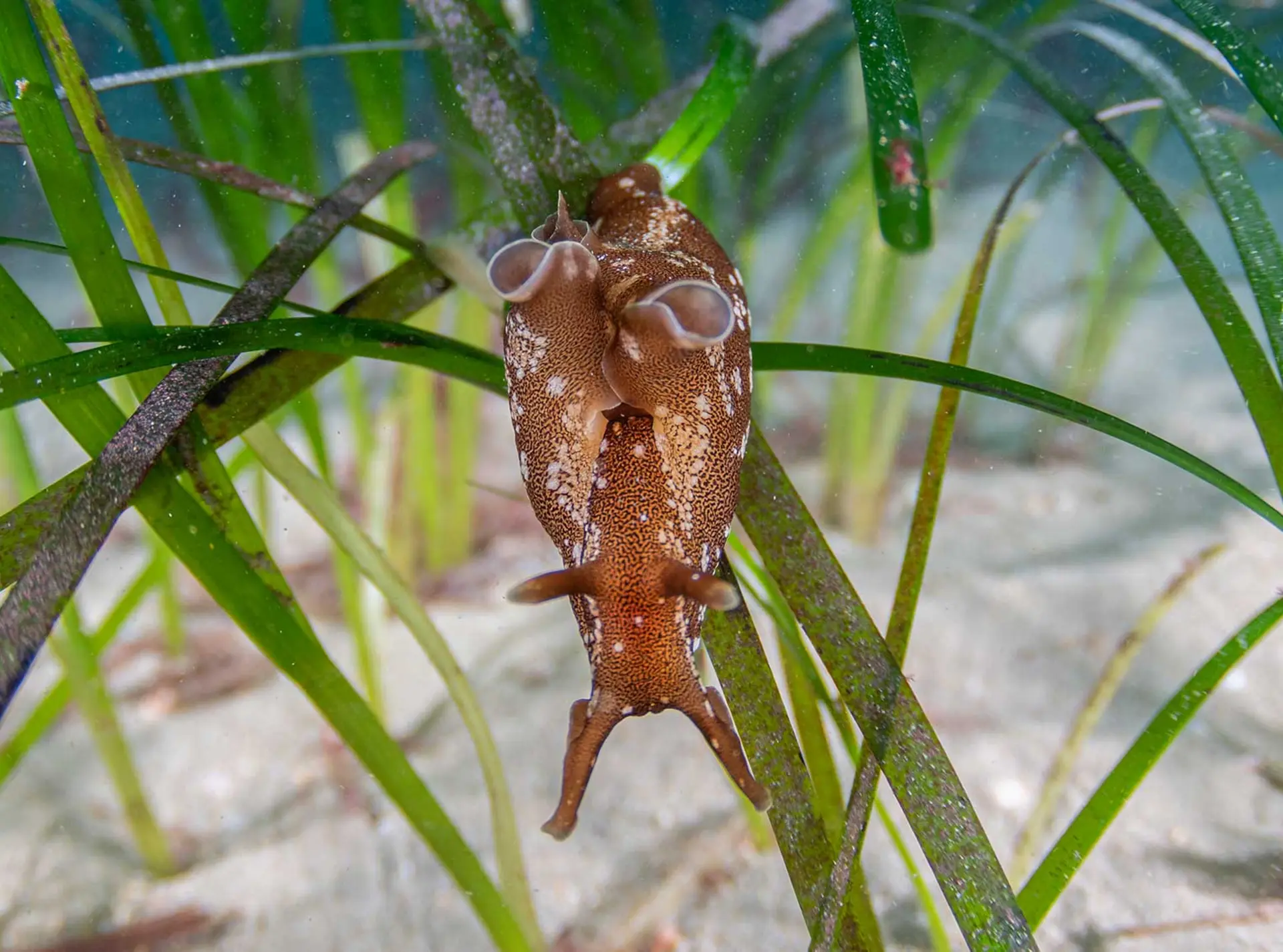 seagrass closeup