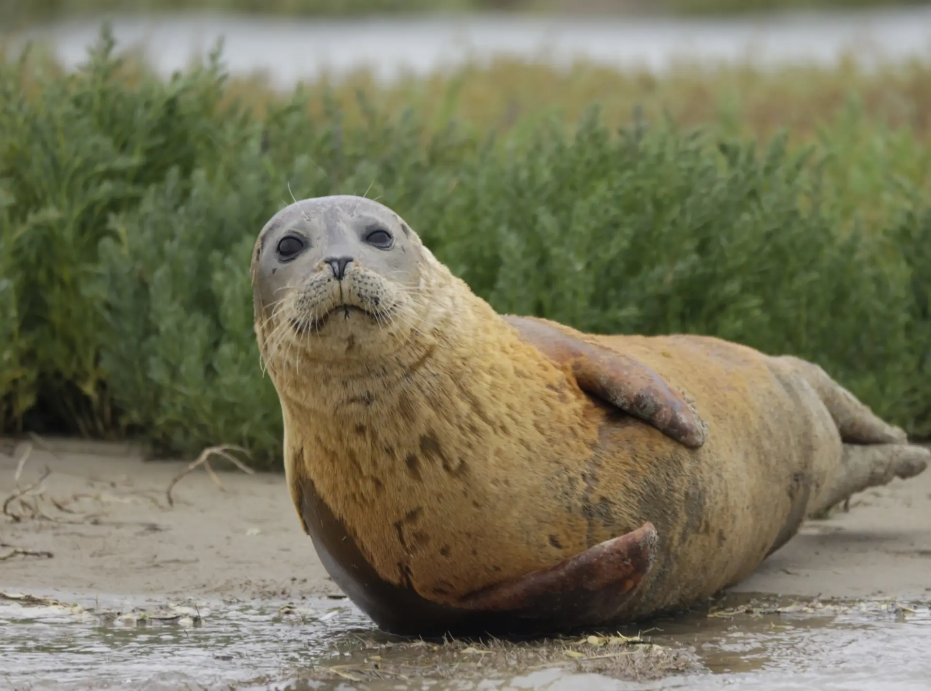 seal survey thames