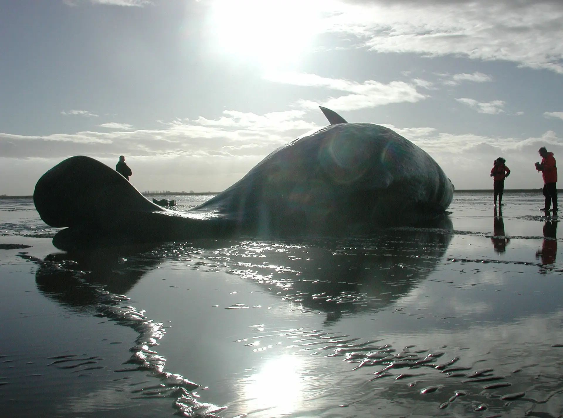Sperm whale in the Wash