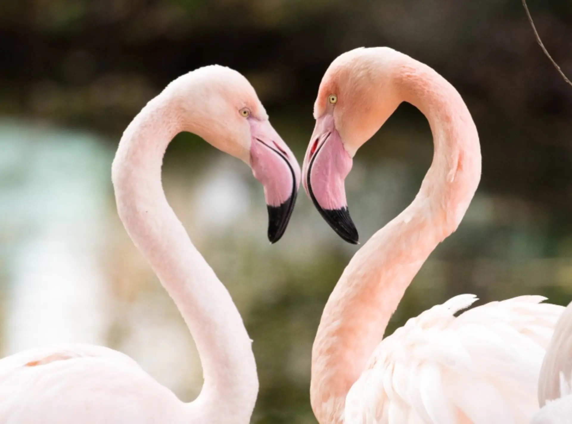 Two flamingos facing eachother at London Zoo