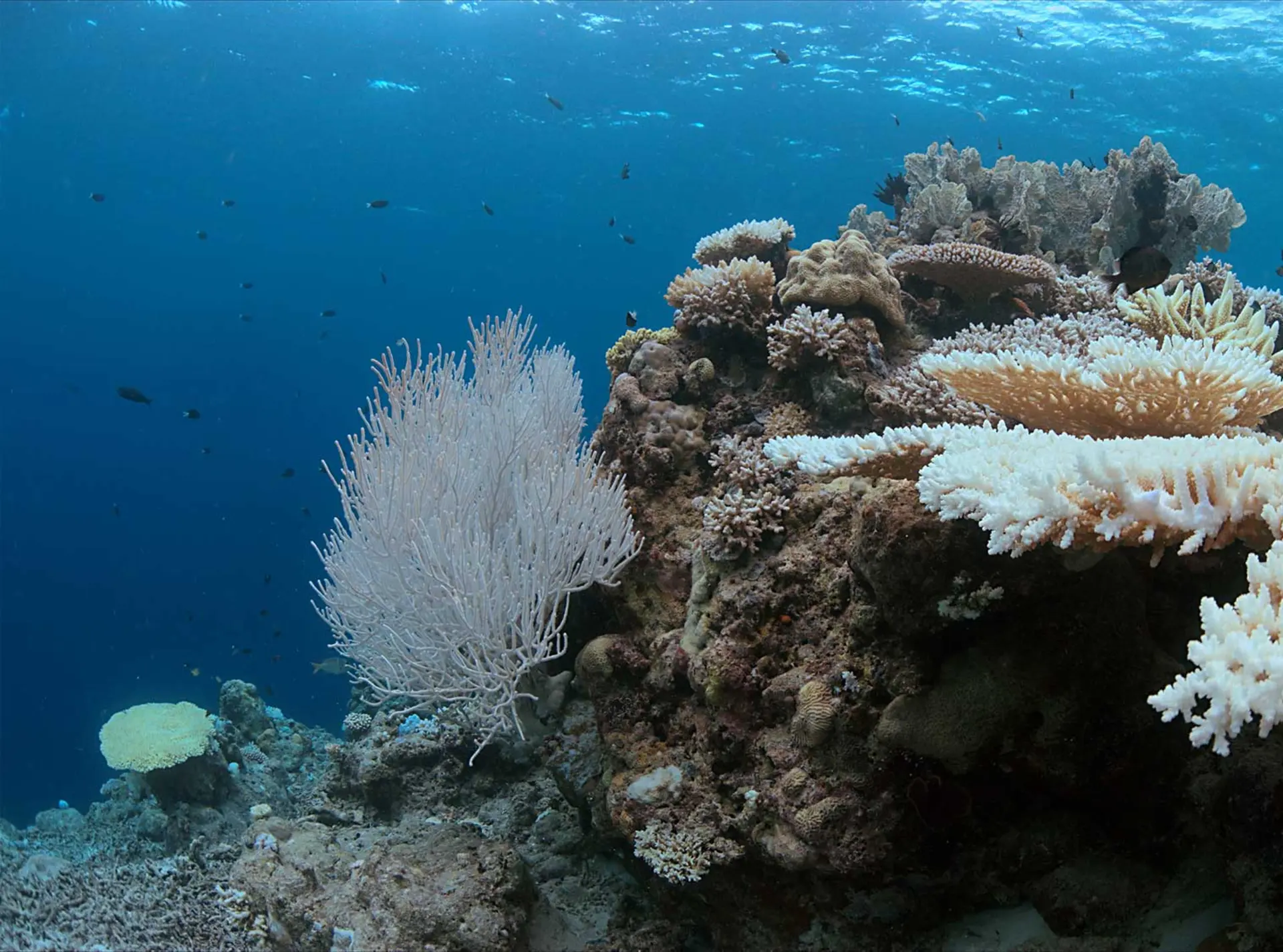 coral bleaching