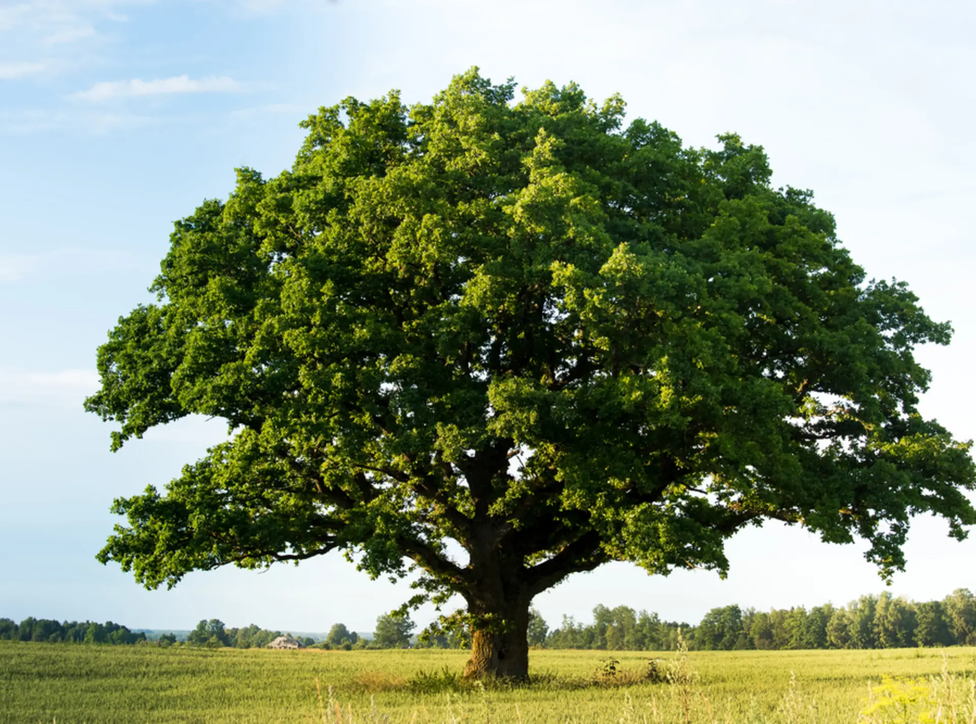 tree with grass and blue sky