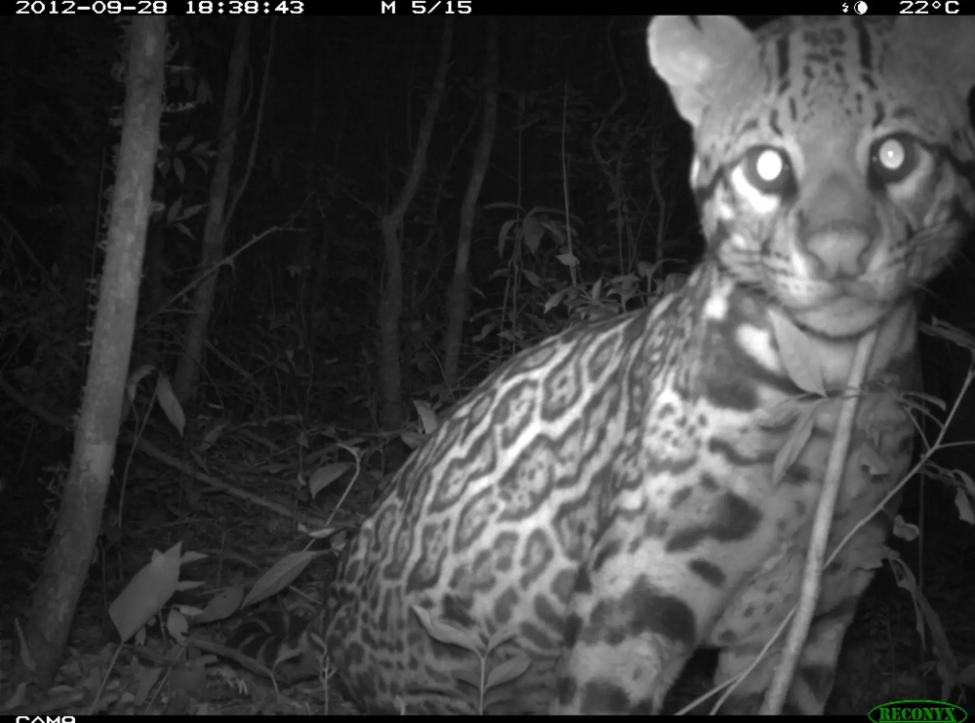 An ocelot photographed by a camera trap in Panama