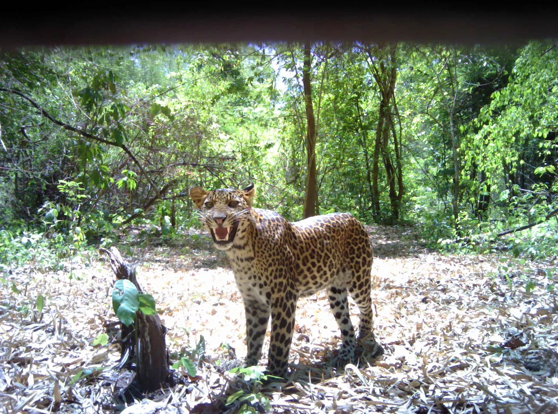 Camera trap image of leopard sniffing baited scent station in Thailand