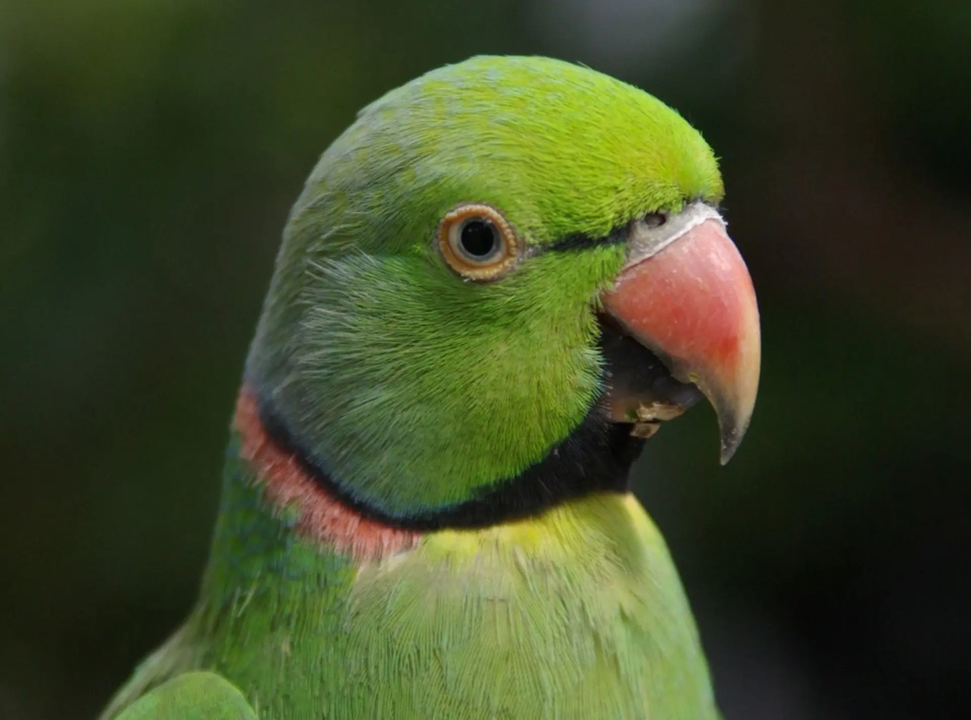 Echo Parakeet