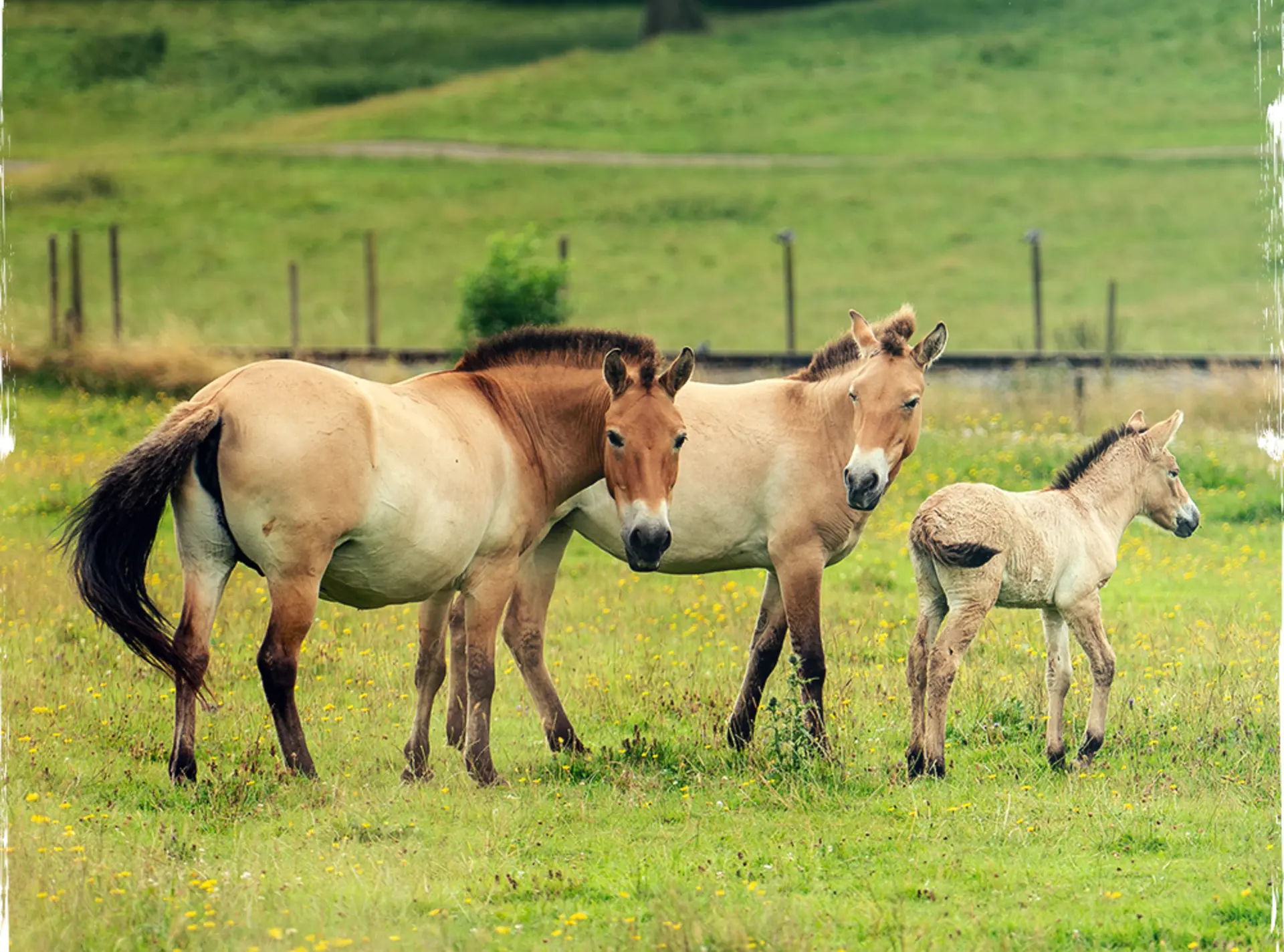 Przewalski's horses with foal