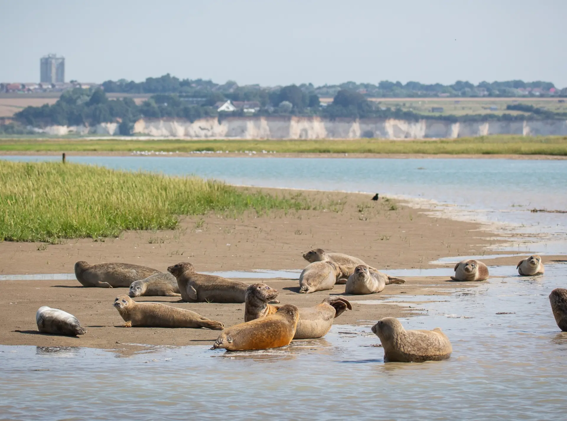 A group of seals from the Thames seal survey in 2021