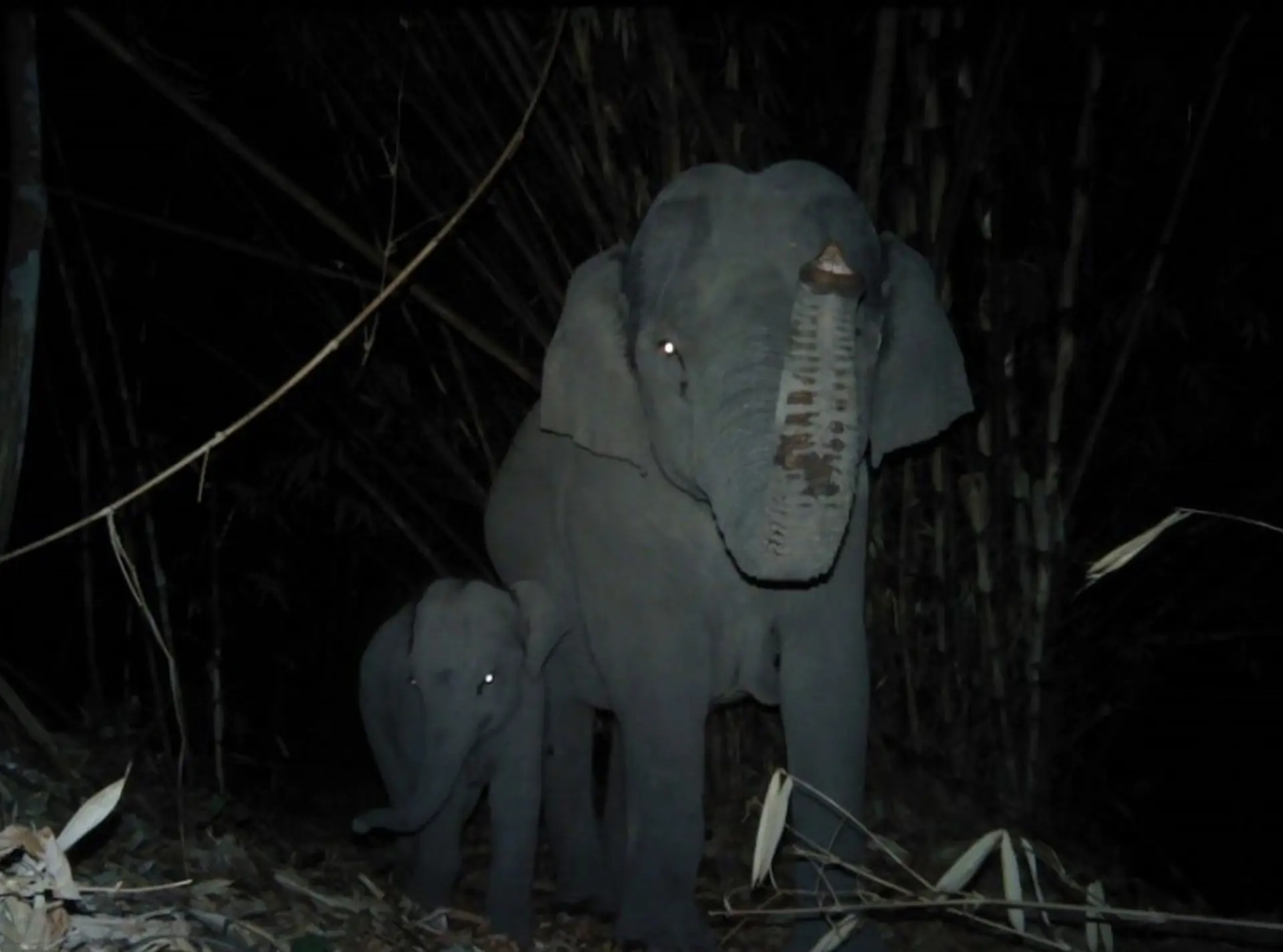An elephant and calf in the night walking in the forest