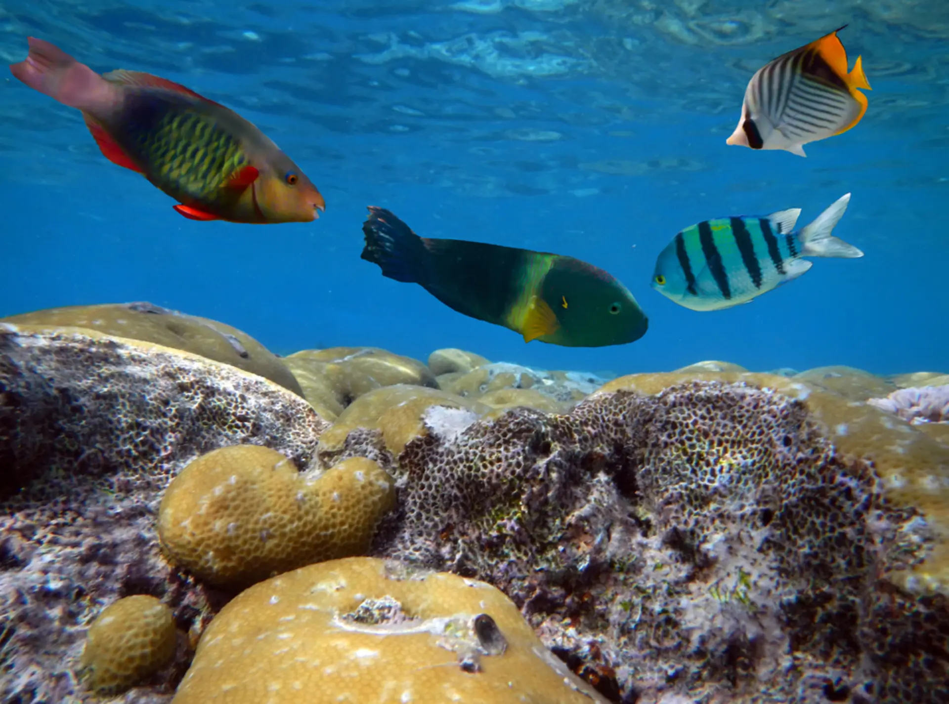 Tropical fish and corals