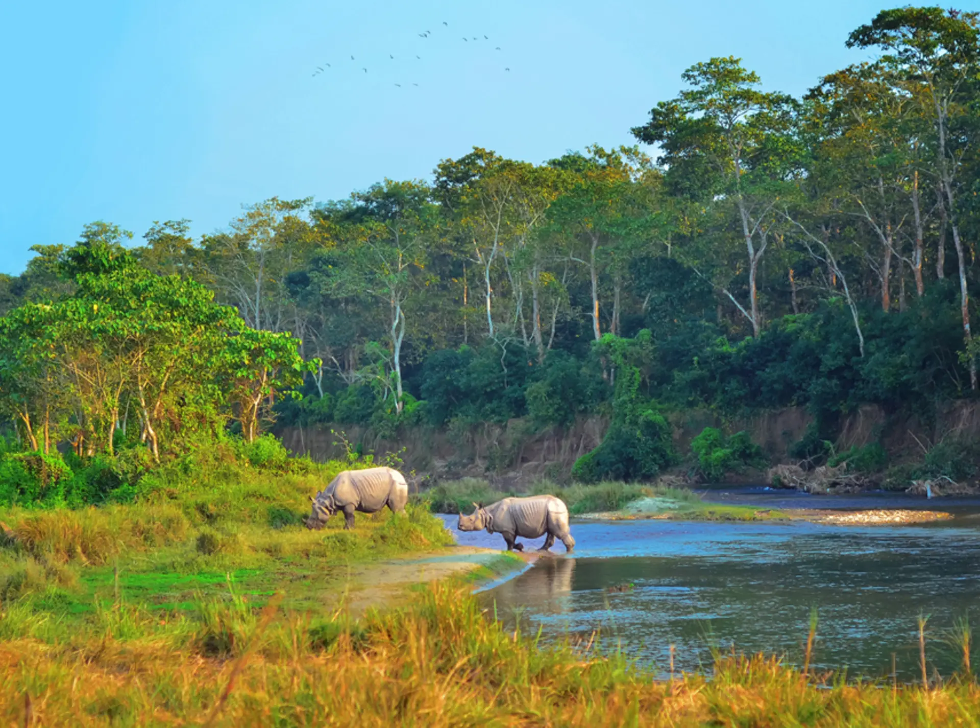 Greater one-horned rhino Chitwan National Park crossing a river