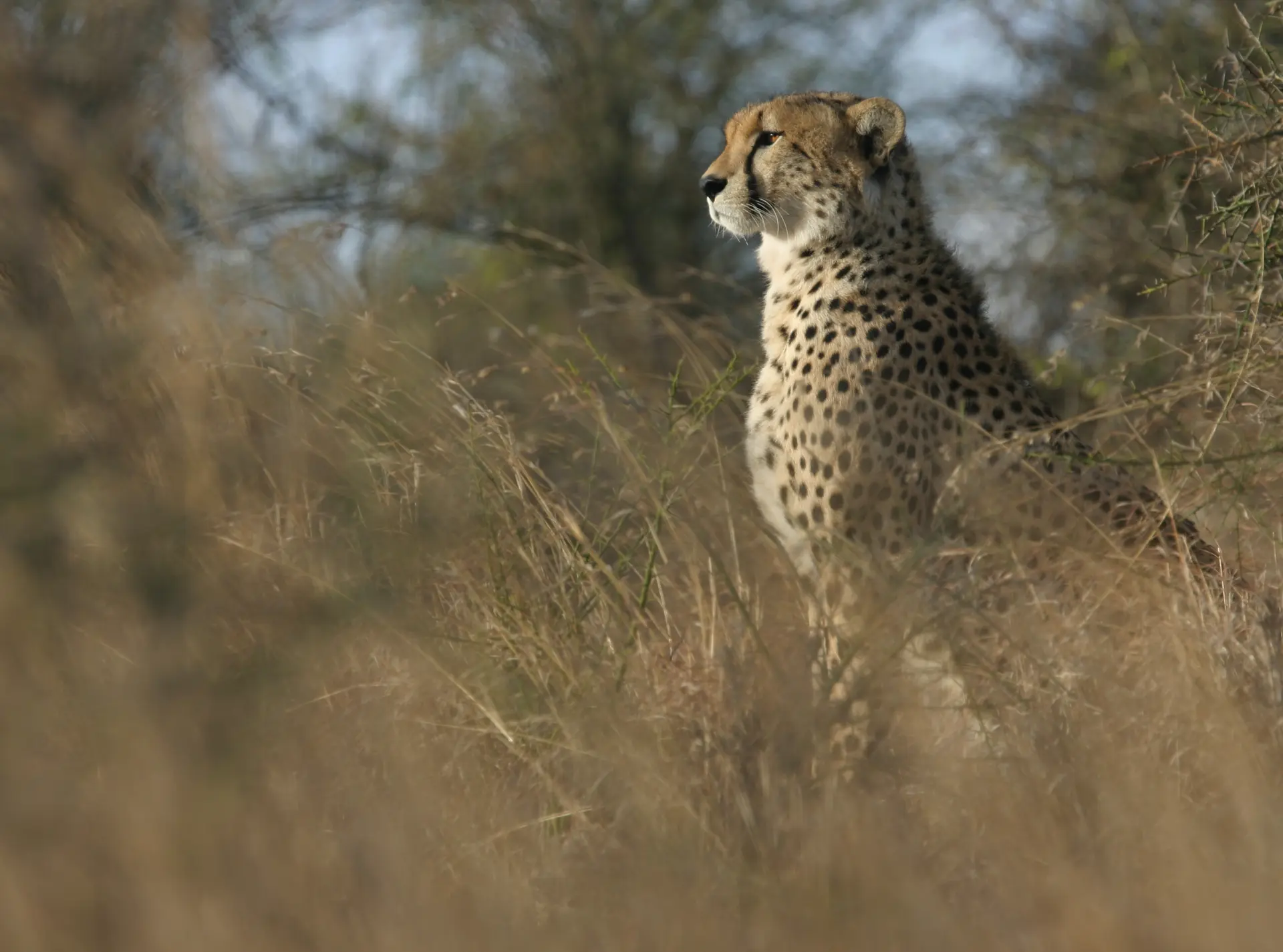 Cheetah in grass