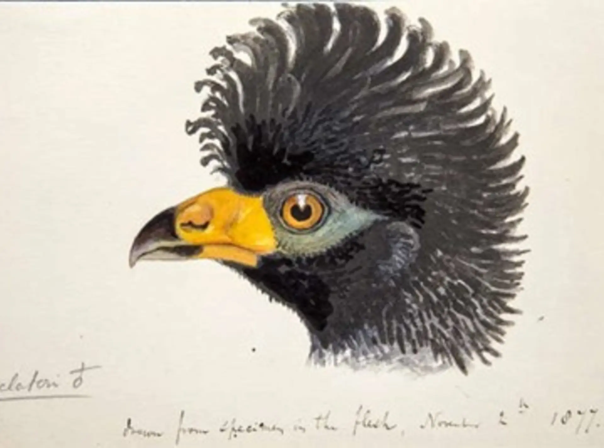 Head of Black Curassow, artist unknown but probably Joseph Smit. 1877