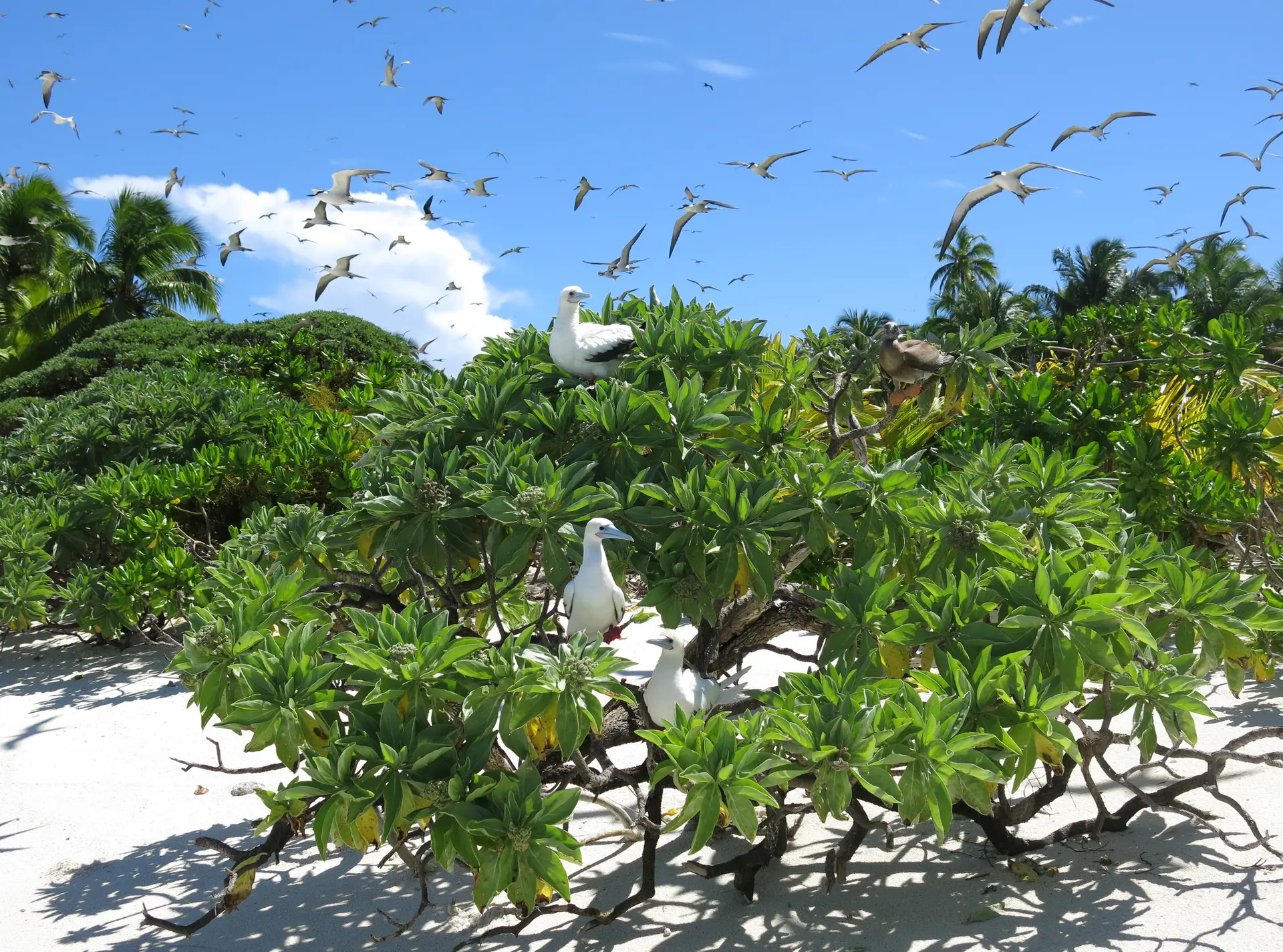 Birds flying and in nests on Parasol Island