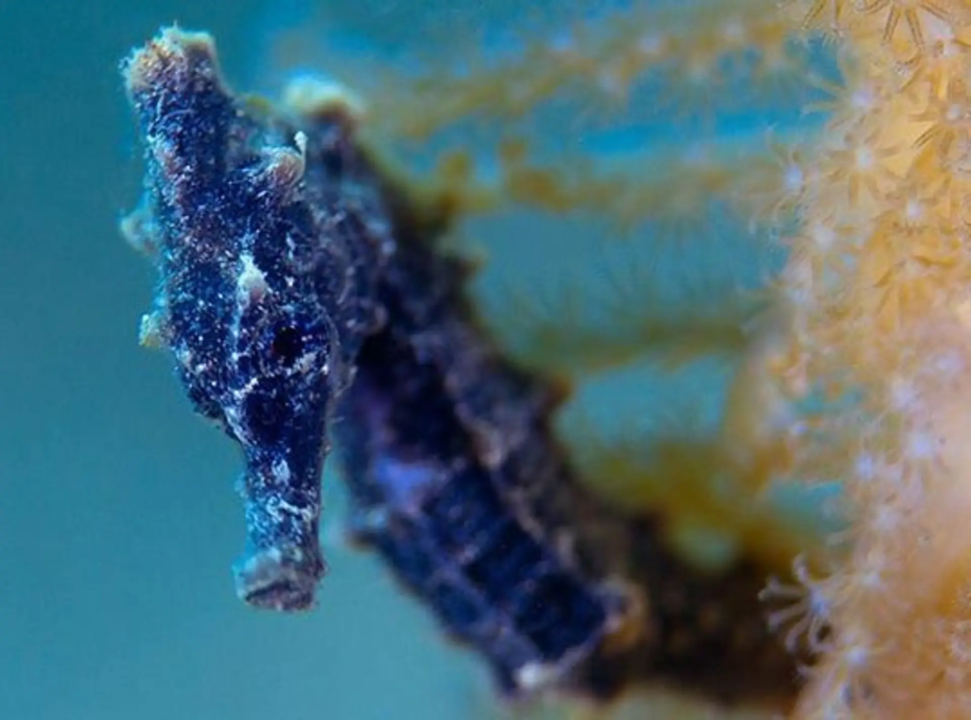 H. kuda. seahorse
