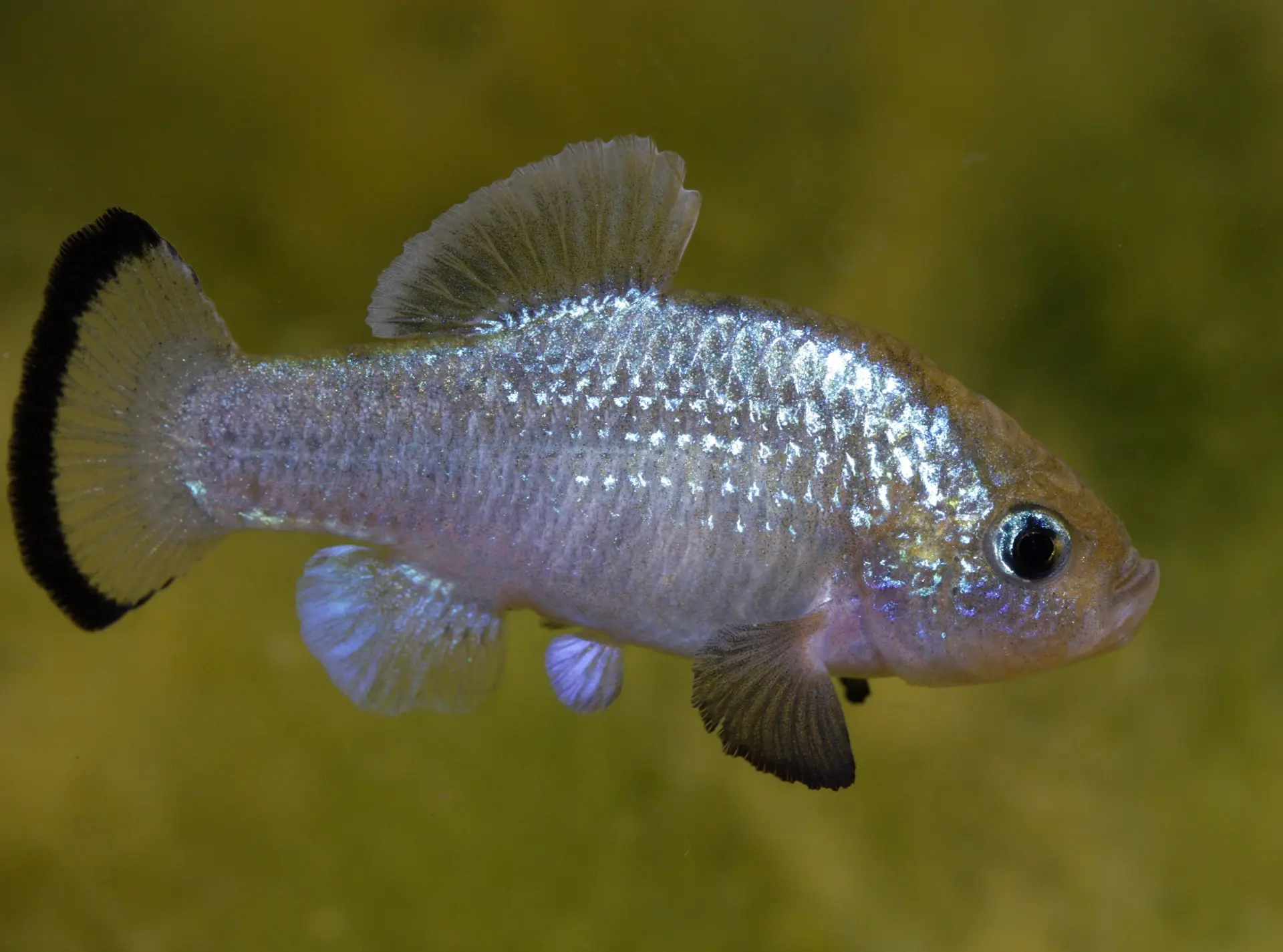 Male Potosi pupfish
