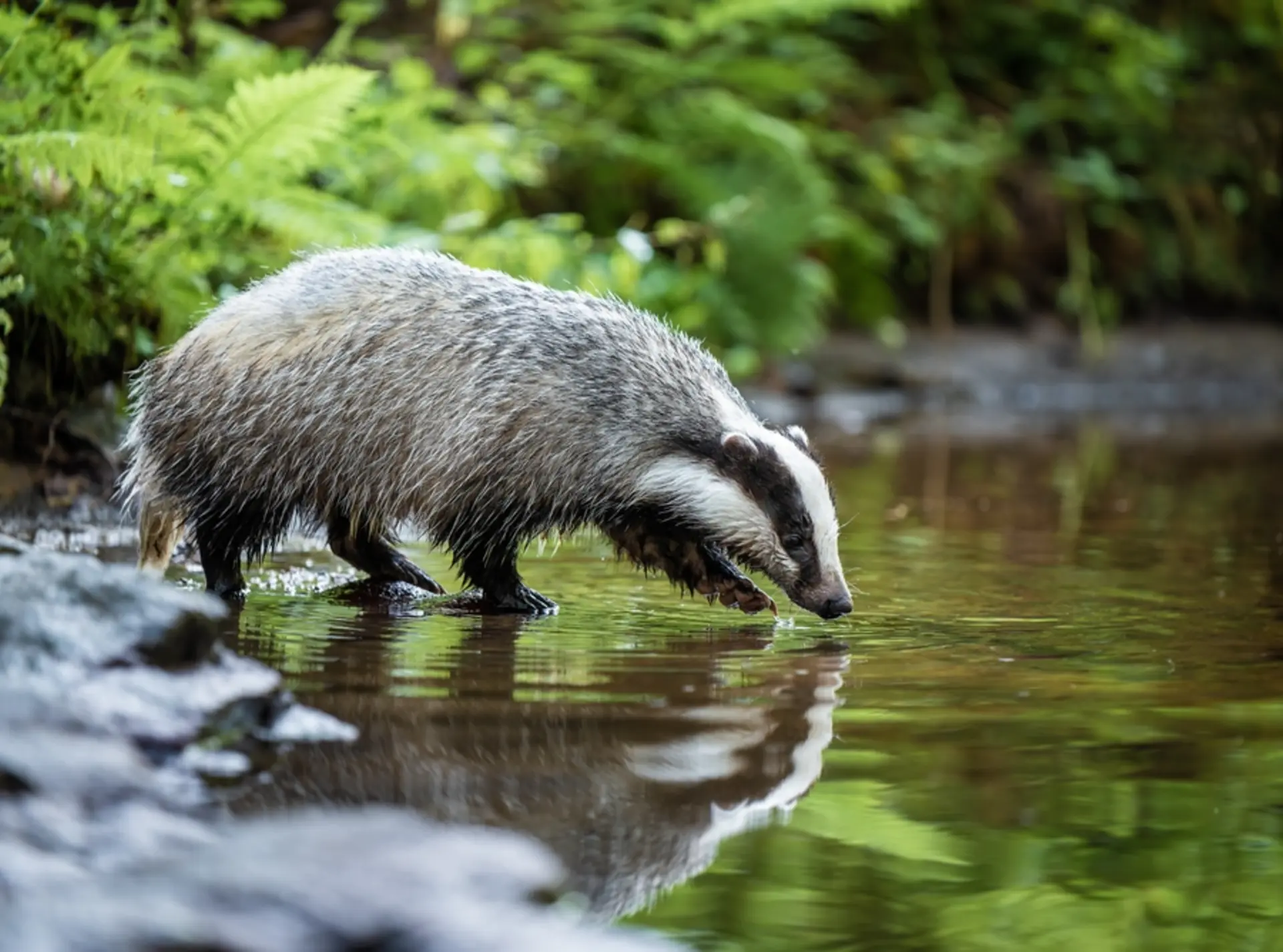 badger drinking water from a stream