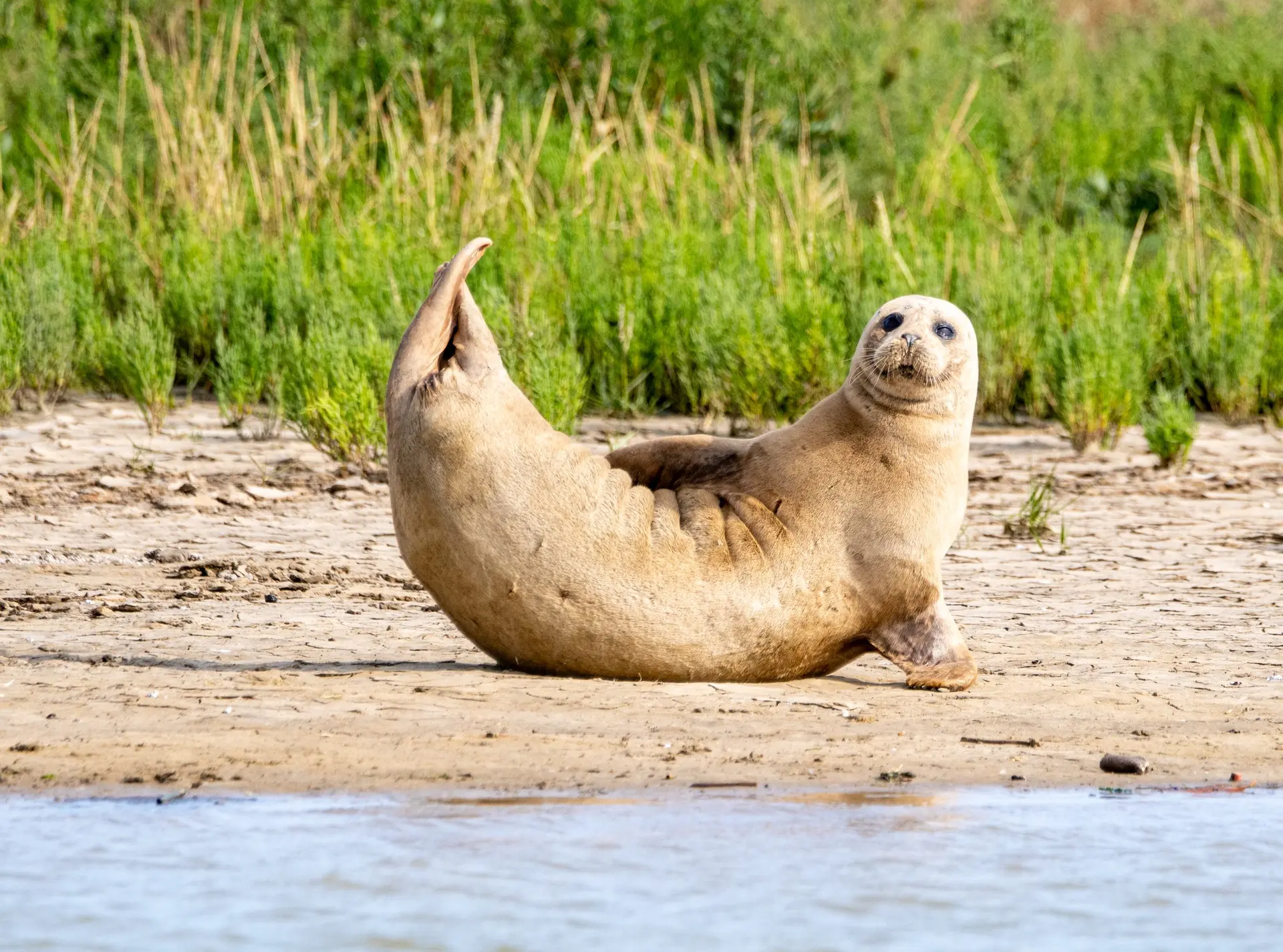 Basking seal spotting during Thames seal survey