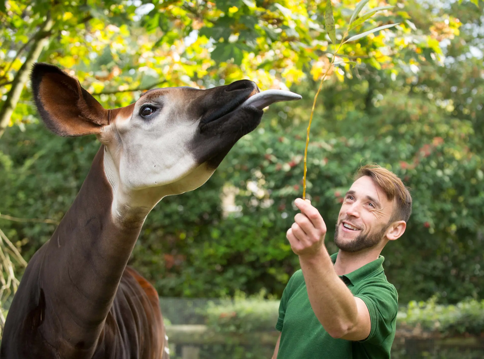 Okapi and keeper at London Zoo