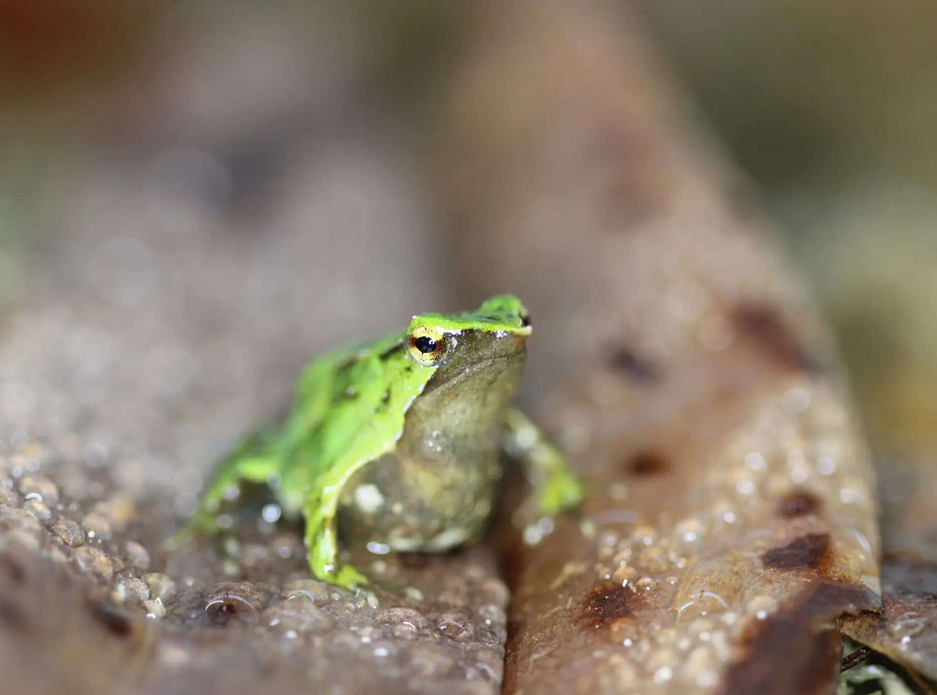 Darwin frog