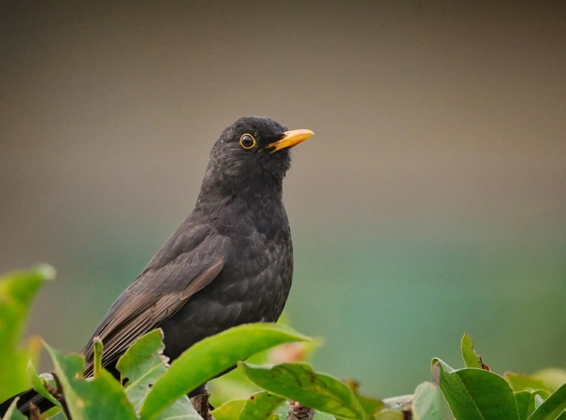 blackbird