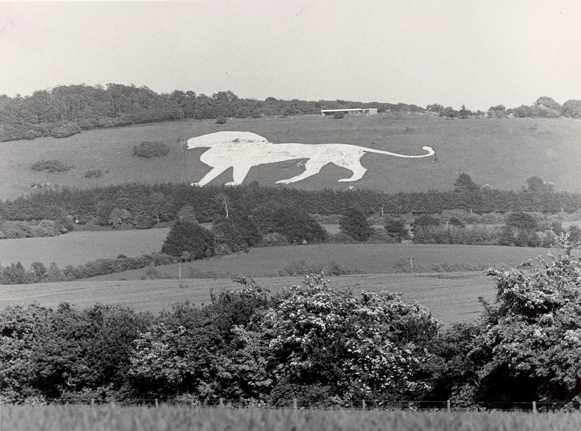 Chalk white lion on hillside by Whipsnade Zoo