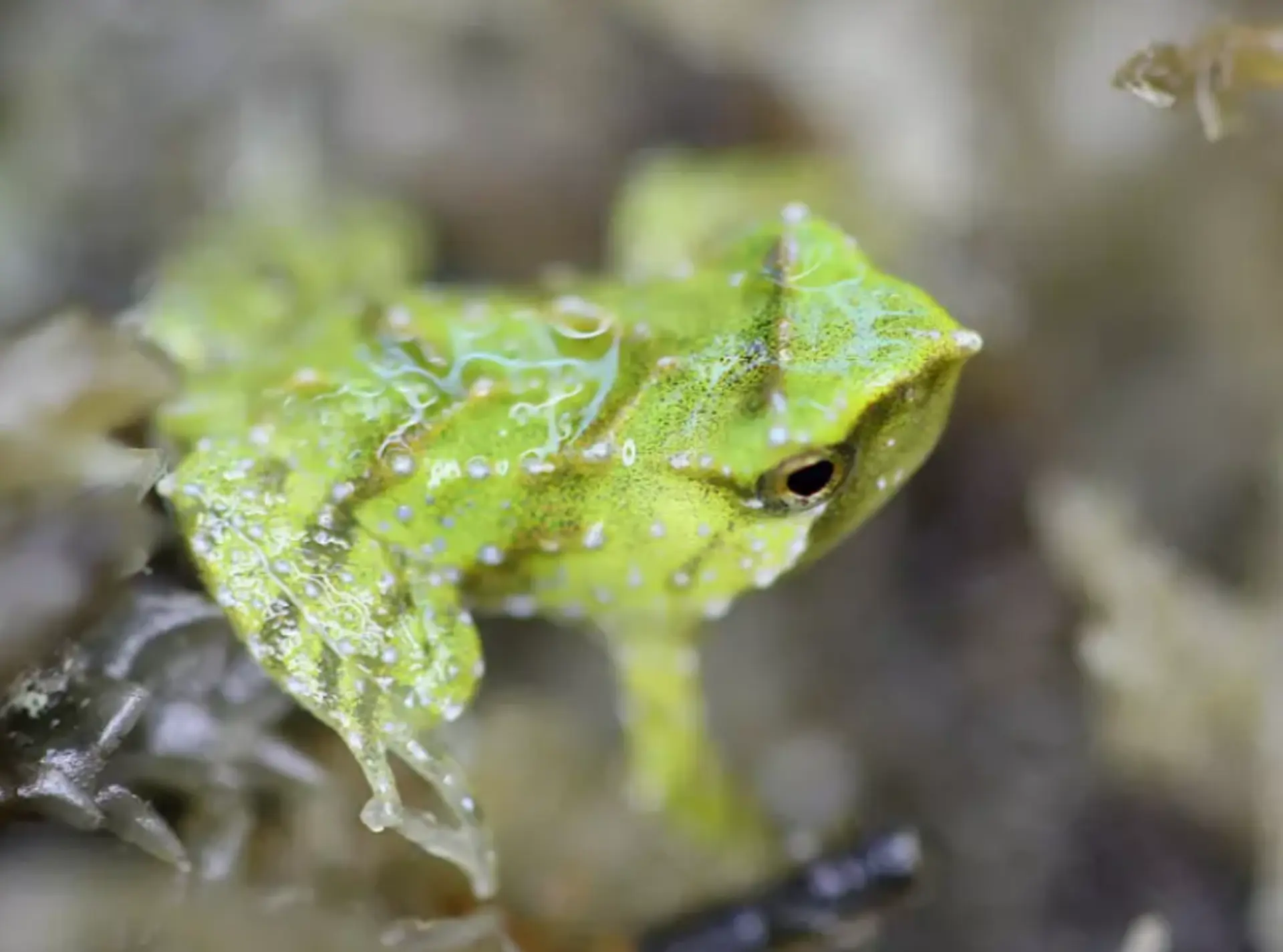 Darwin's frog