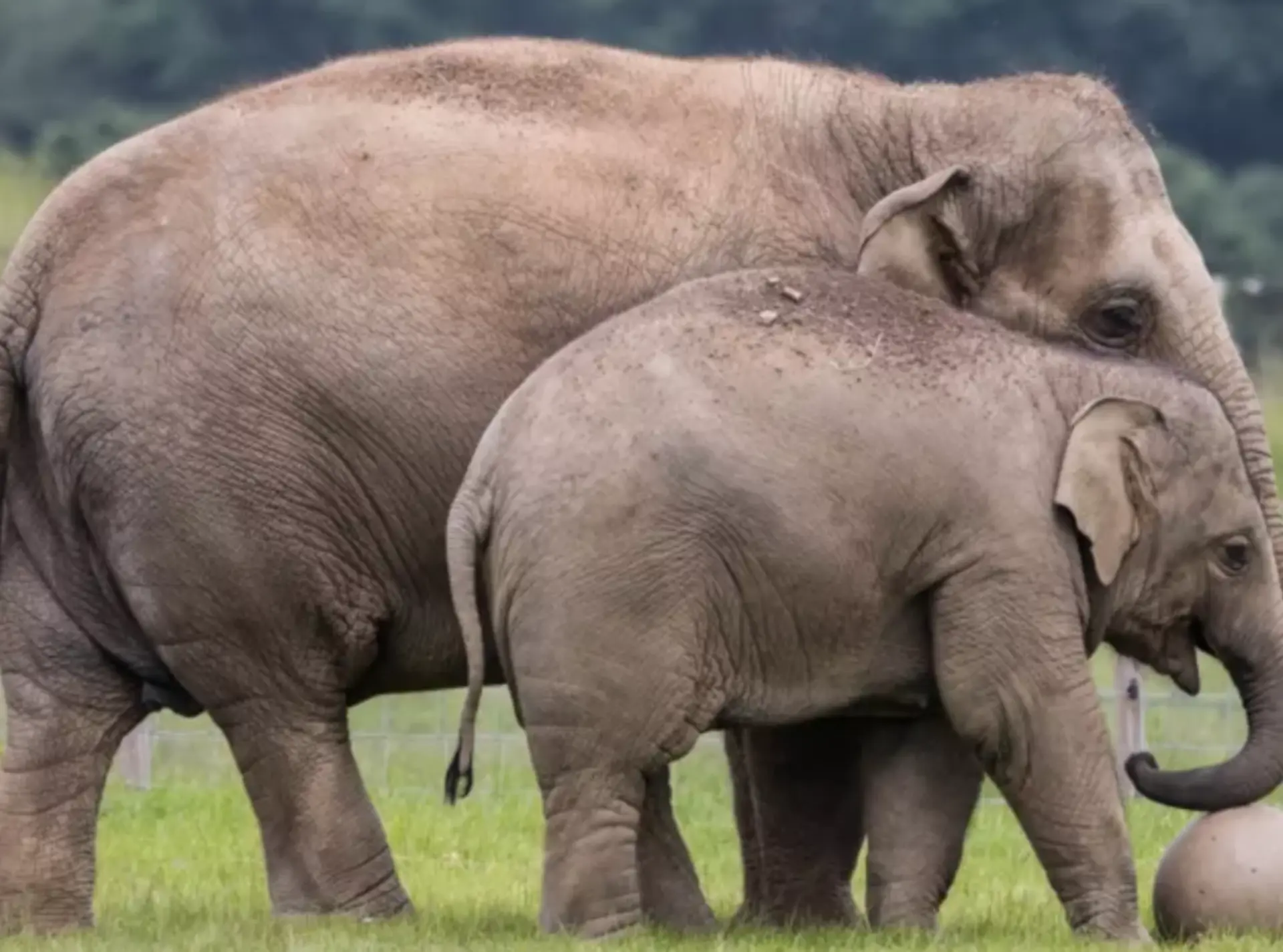 Elephants at Whipsnade Zoo
