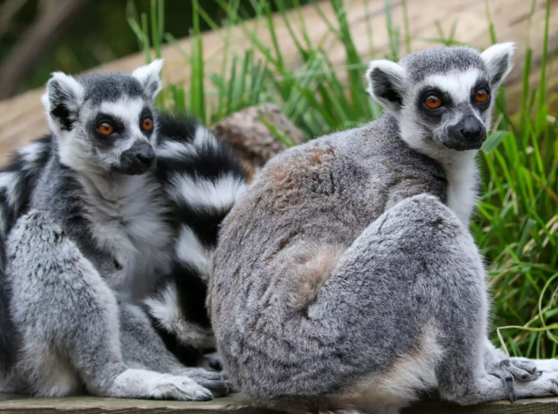Ring-tailed lemurs