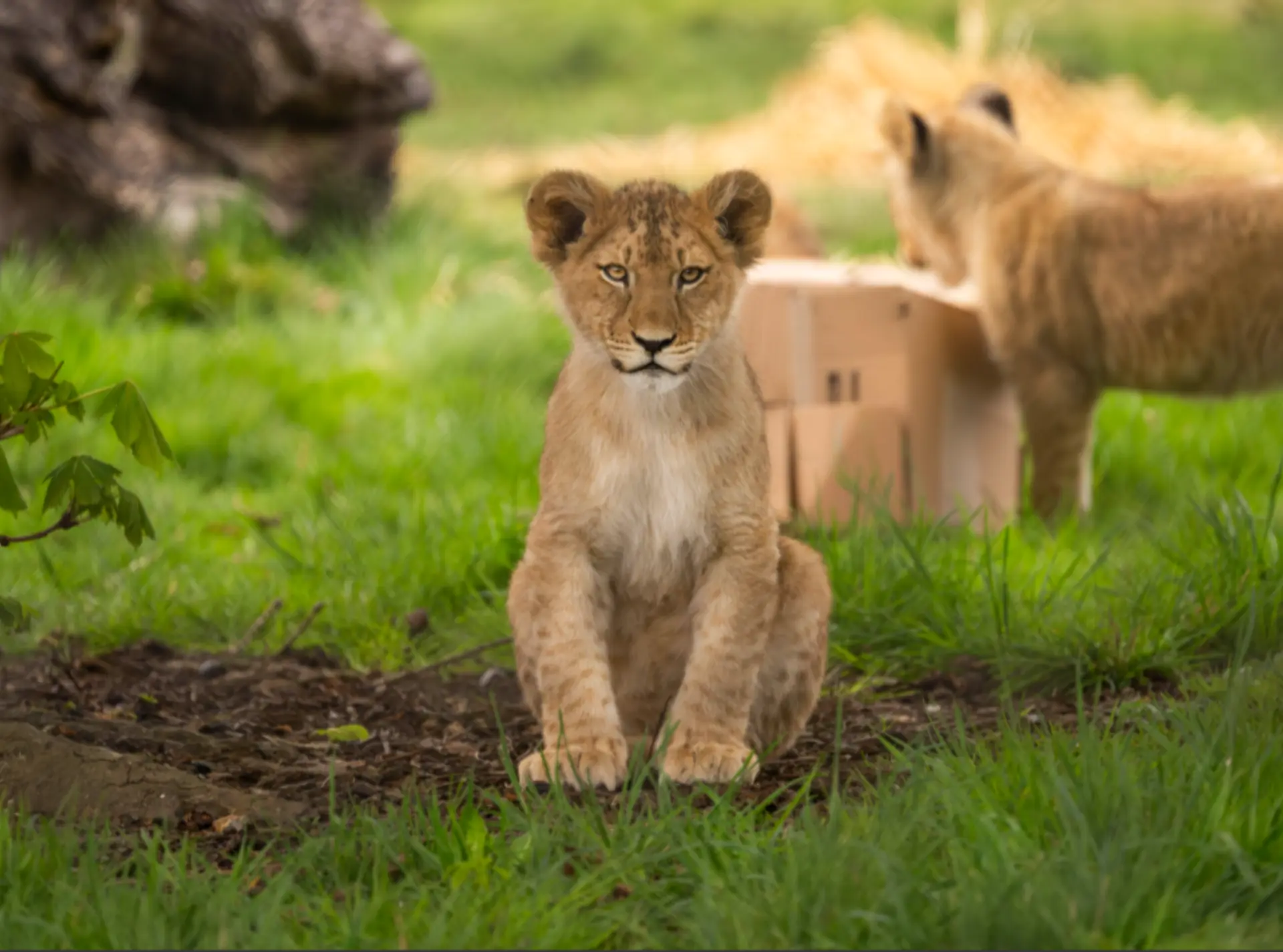 North African lion cub