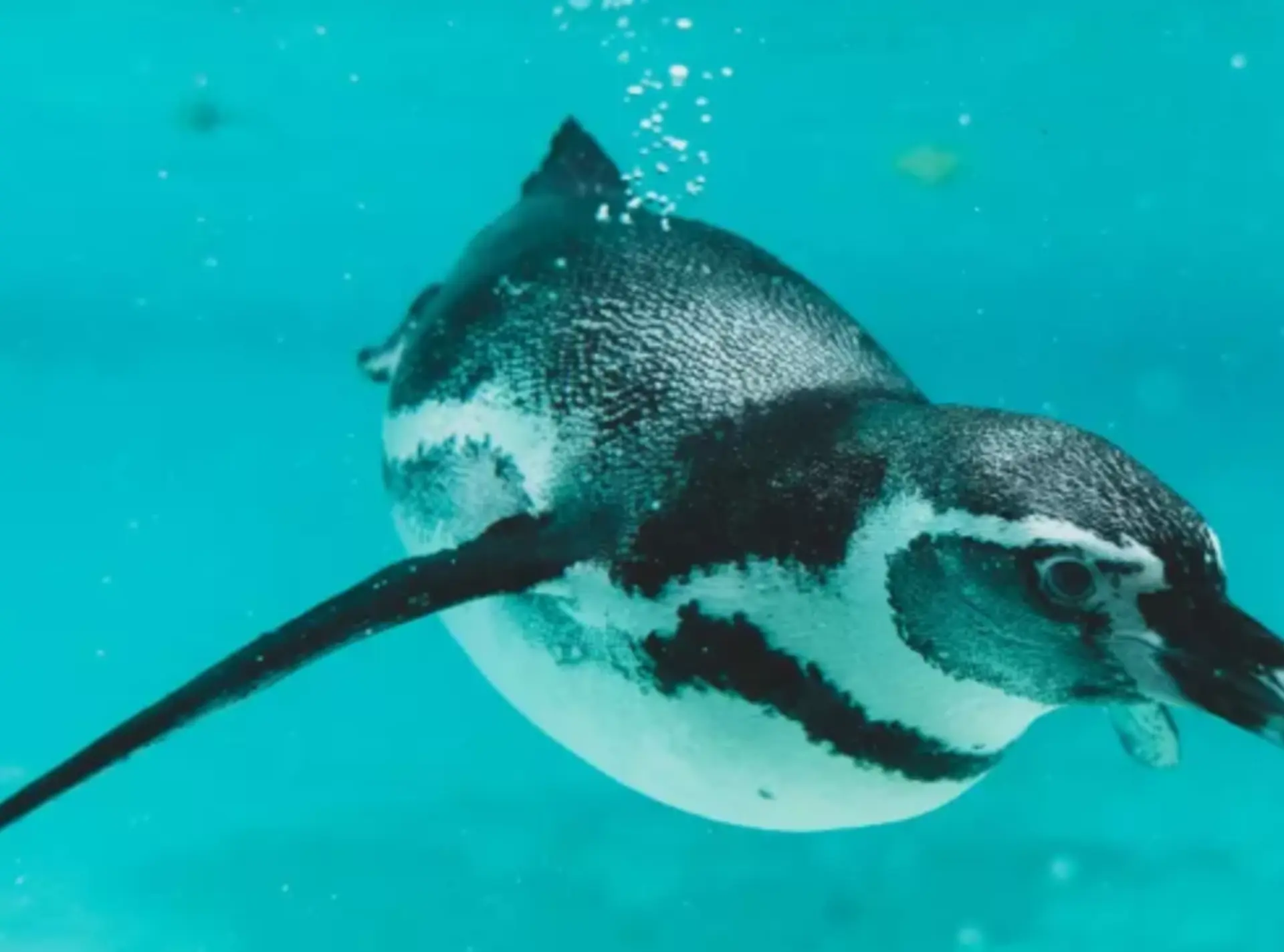 Humboldt penguin