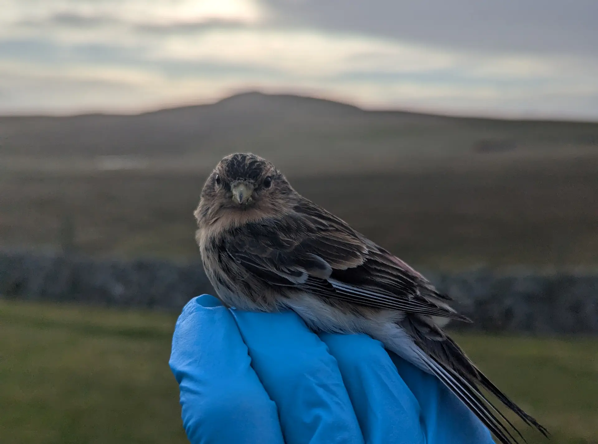Bird ringing for the Darwin Tree of Life
