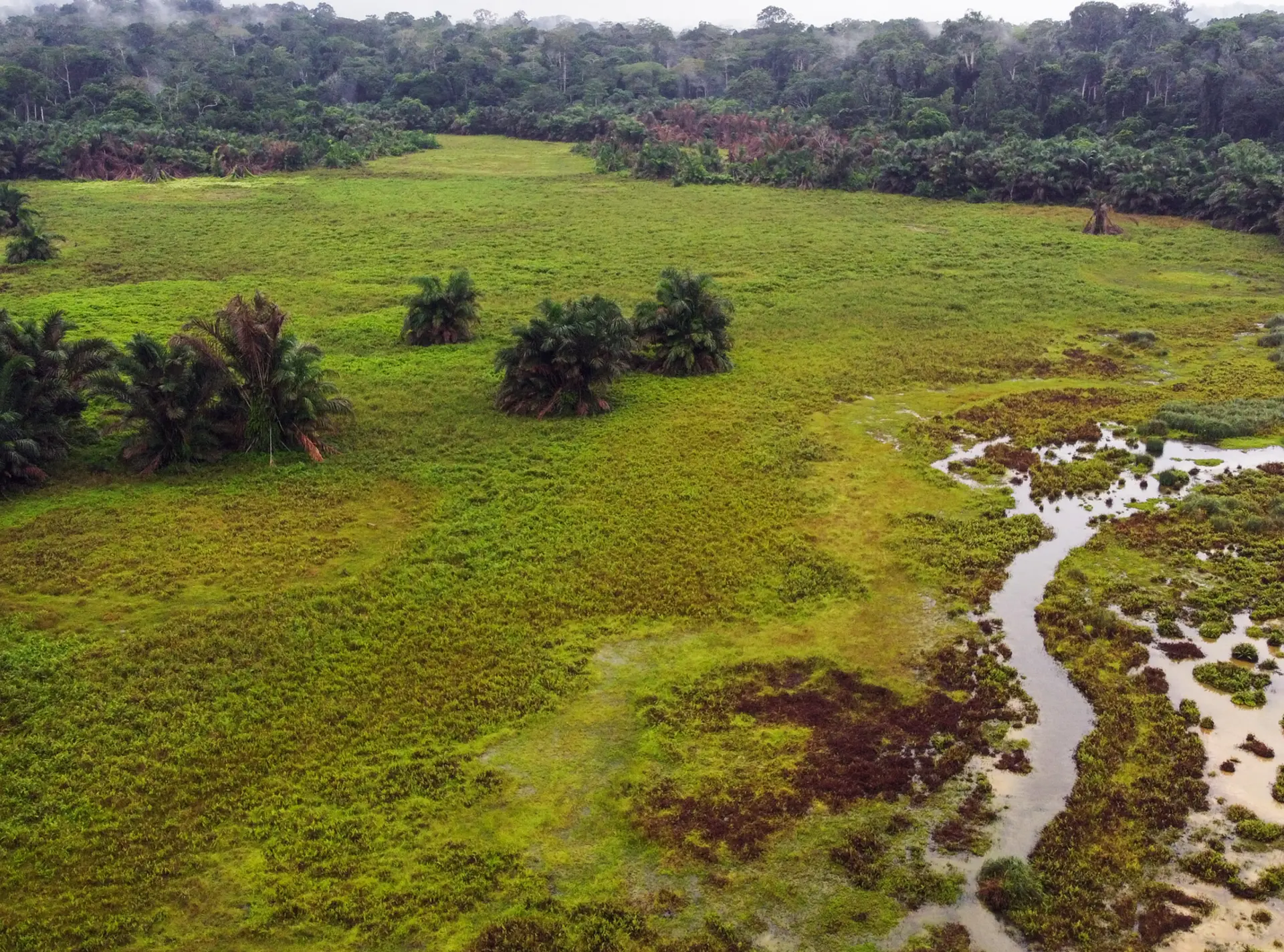 Bai in the Congo basin in Cameroon