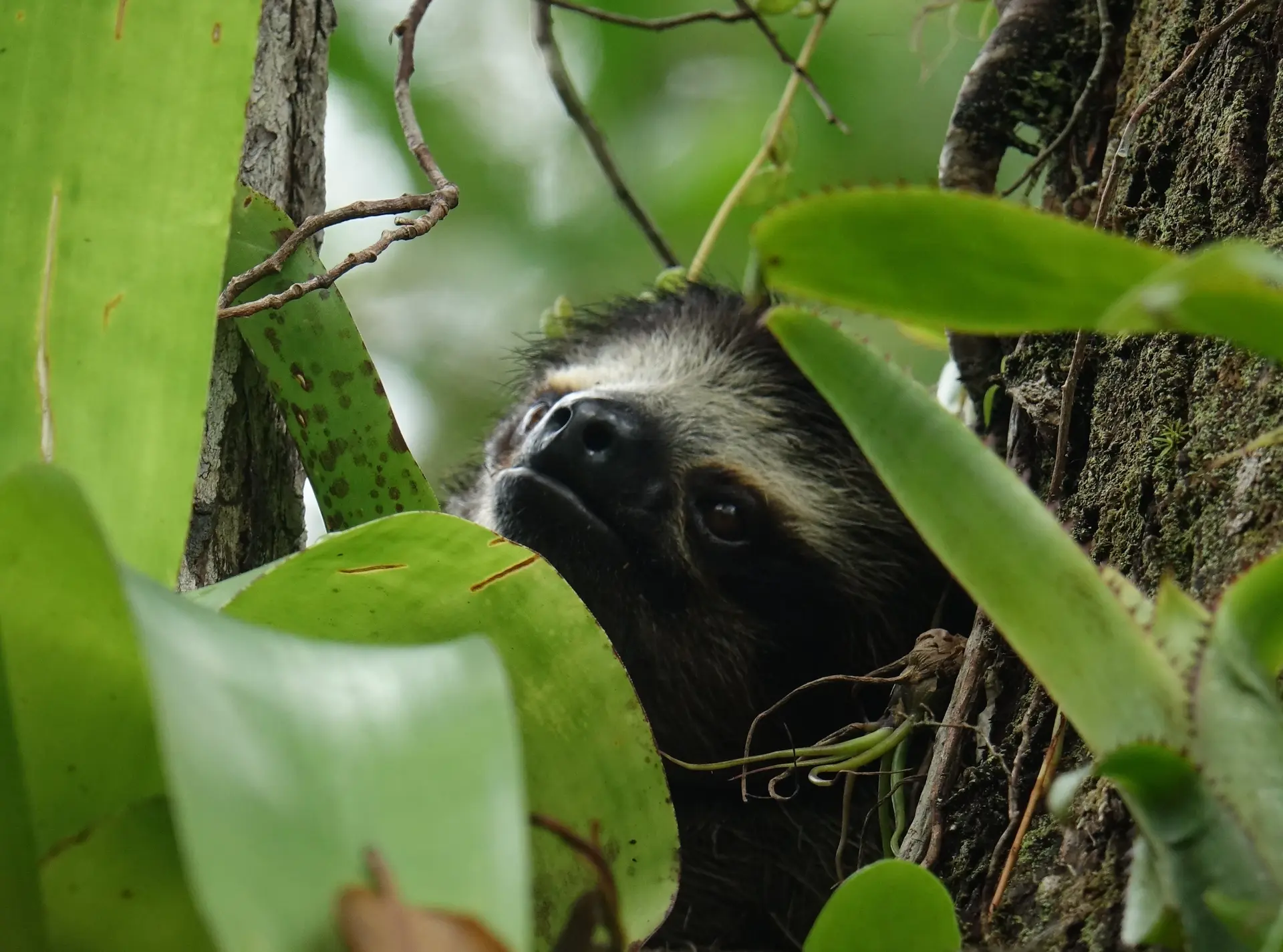 Three Toed Pygmy Sloth-Conservation