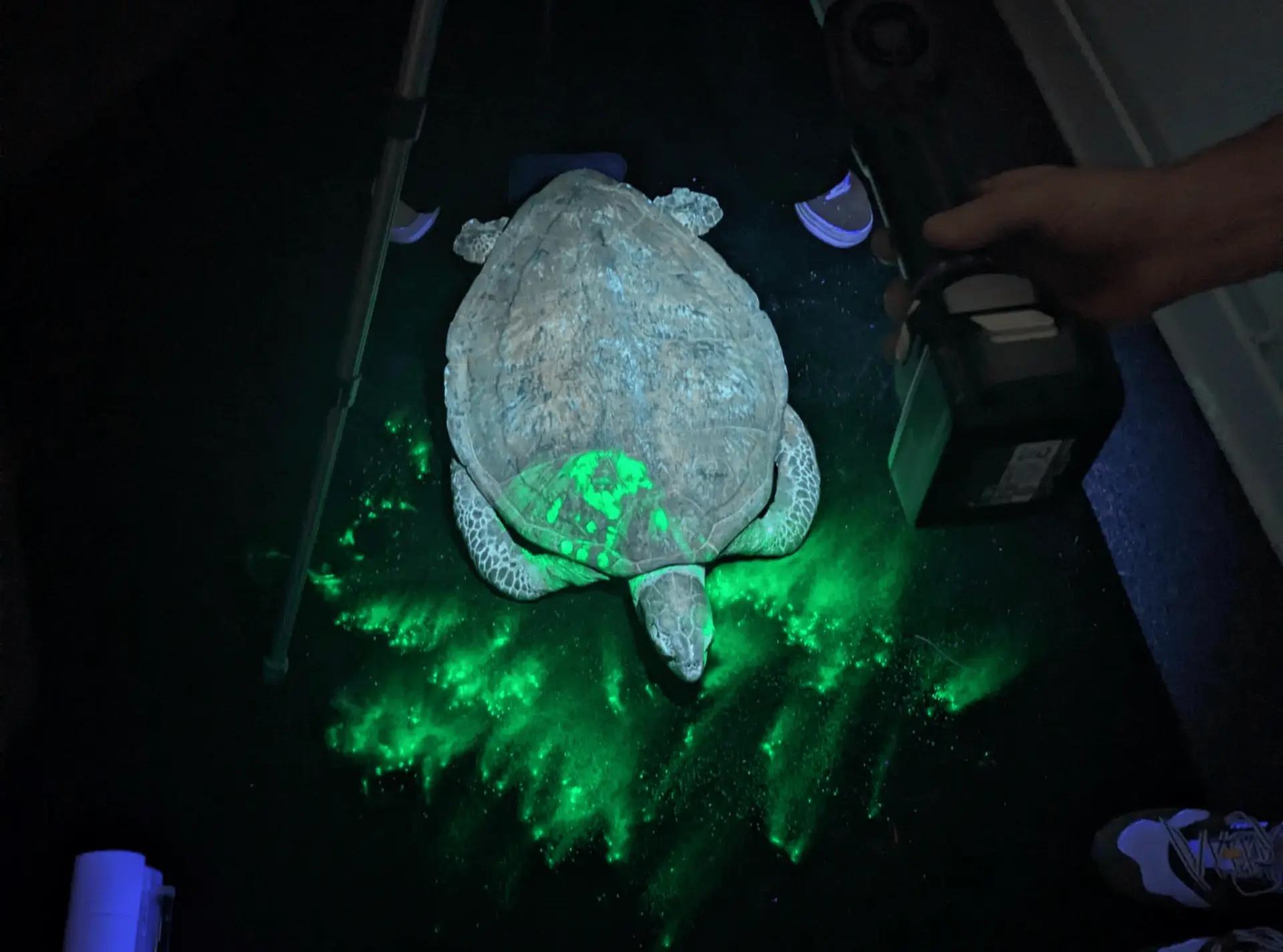 Fingerprinting powder revealing handprint on green sea turtle