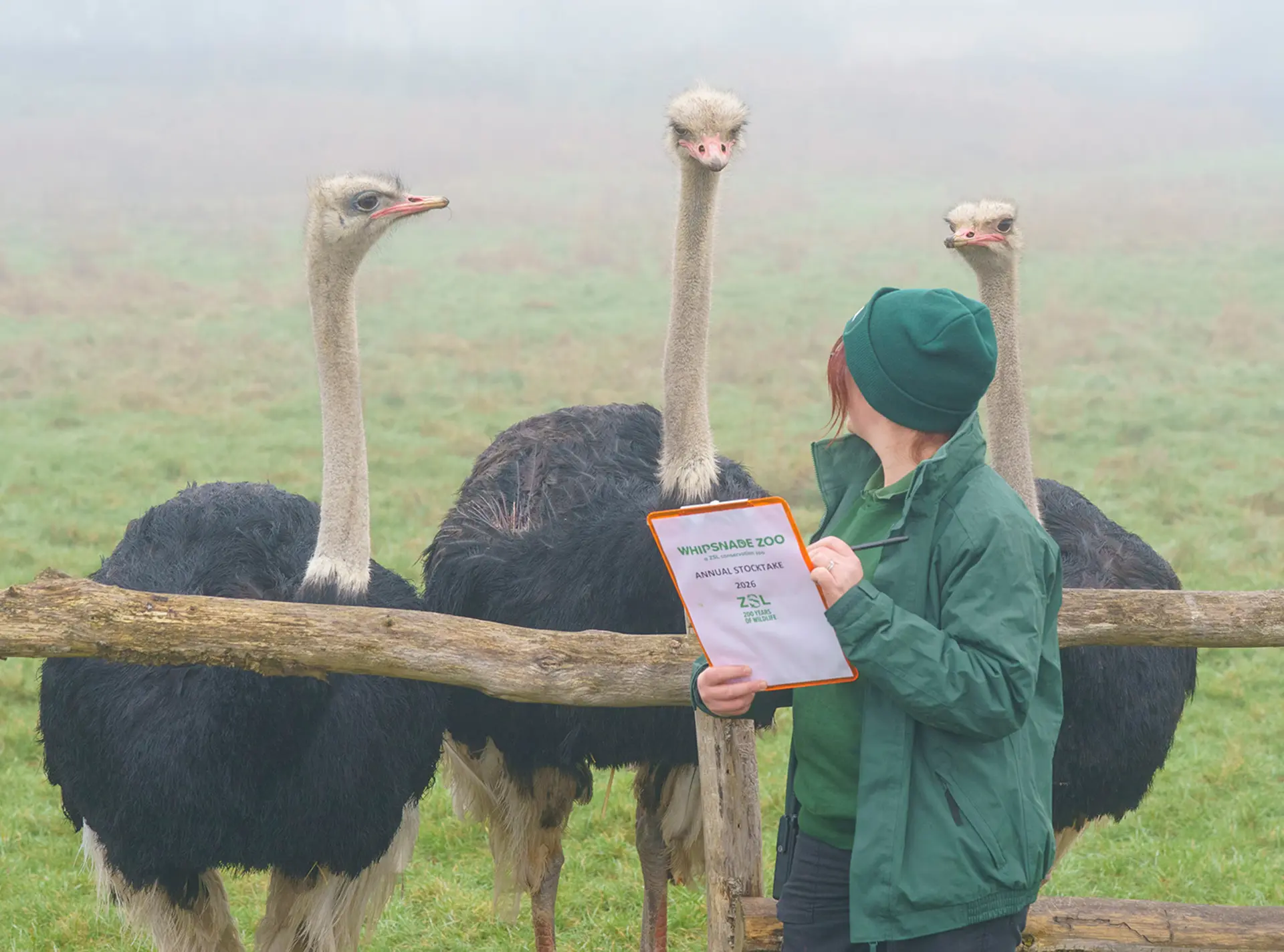 A zookeeper with a clipboard stands in front of three ostriches