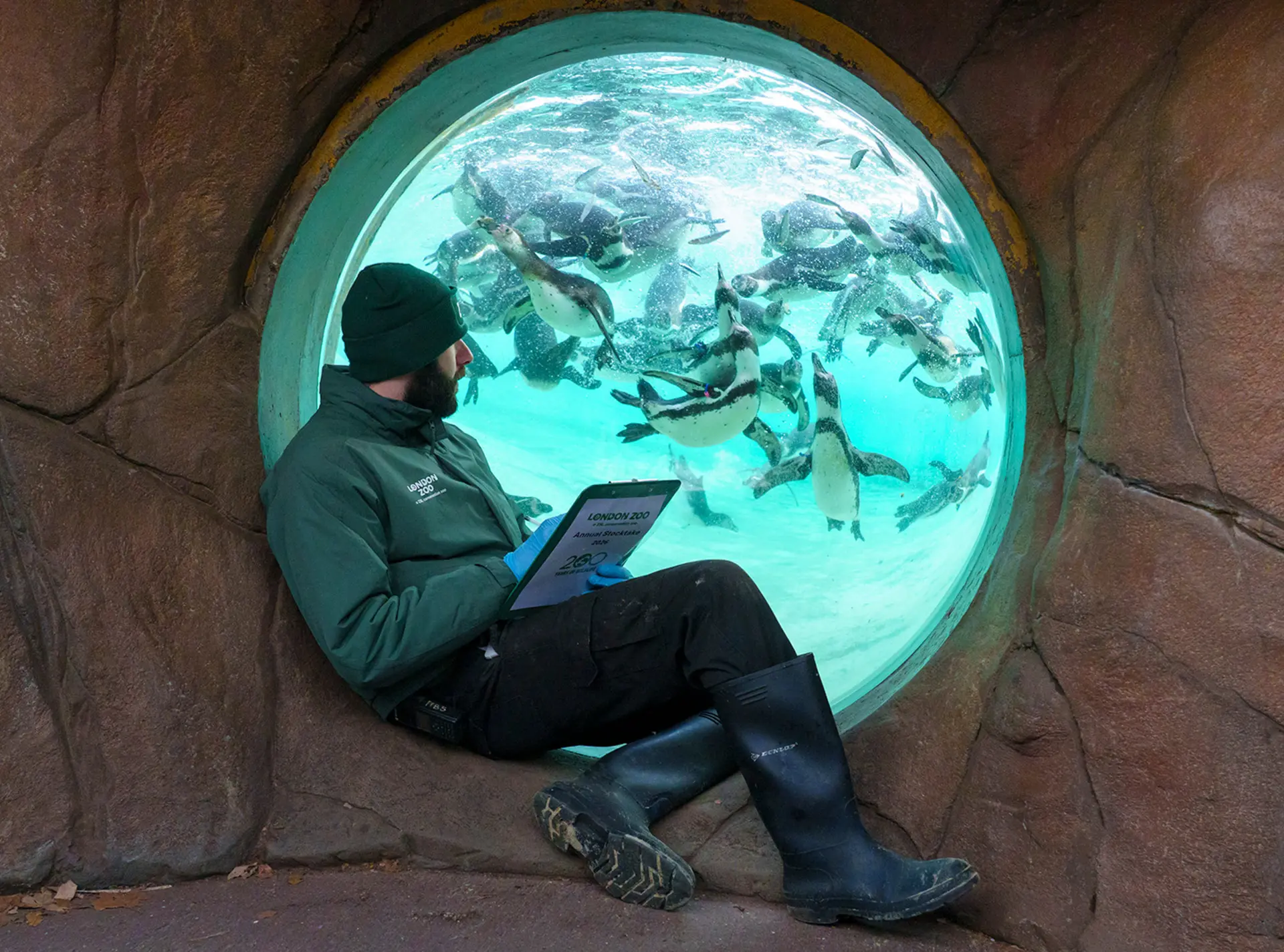 A zookeeper with a clipboard sitting inside the Penguin Bubble at London Zoo counting penguins
