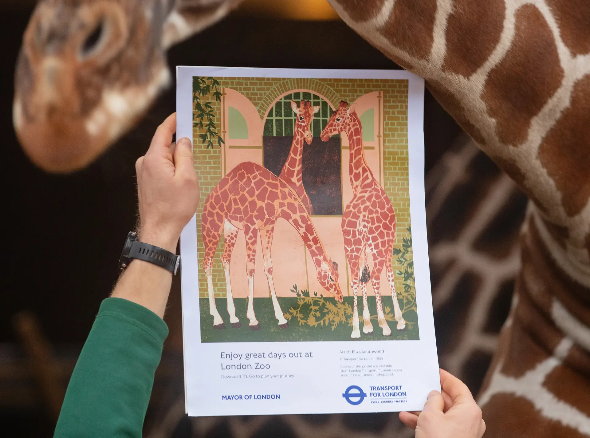 A poster of three giraffes outside London Zoo's Giraffe House is held up next to a giraffe