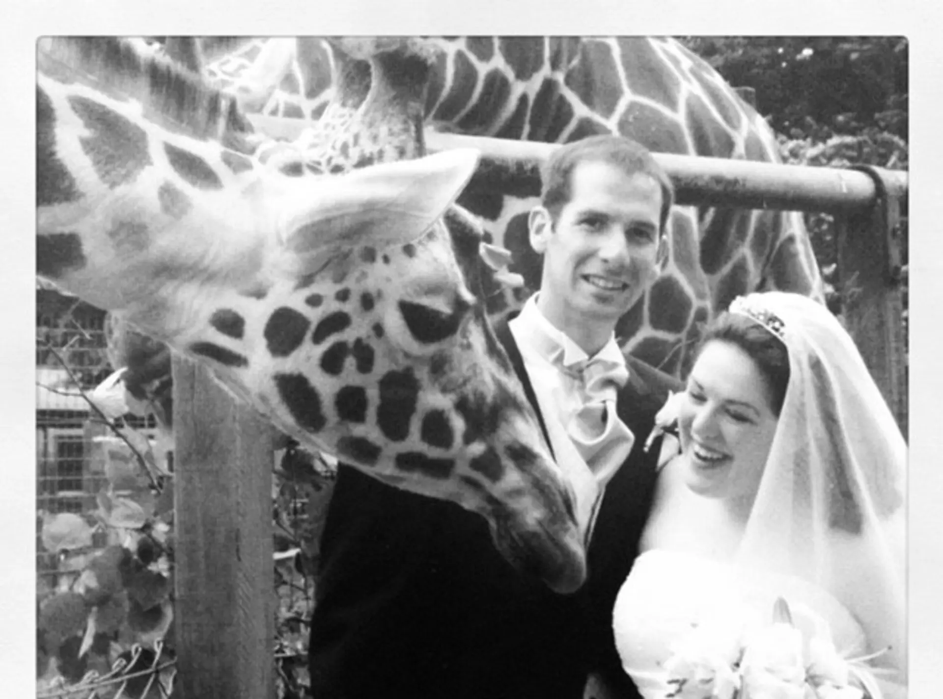 A husband and wife on their wedding day next to a giraffe