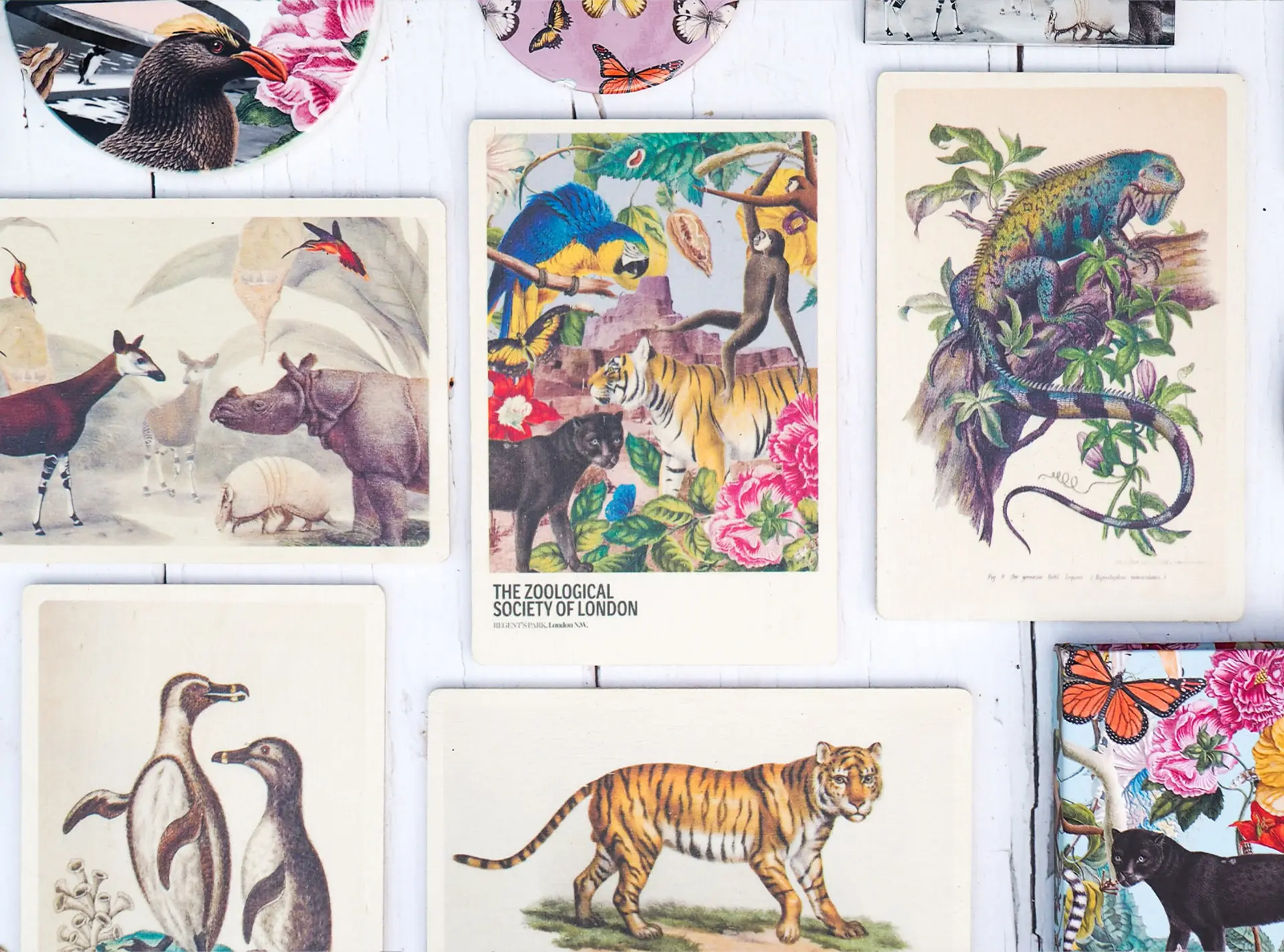 A selection of wooden postcards with animals on