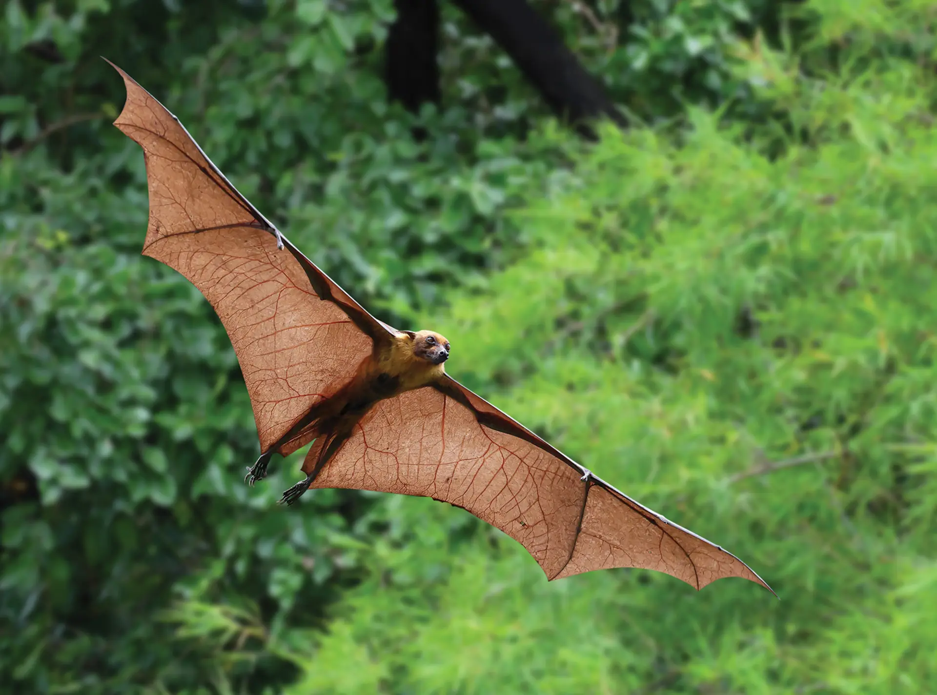A bat flying with wings spread widely with greenery in the background
