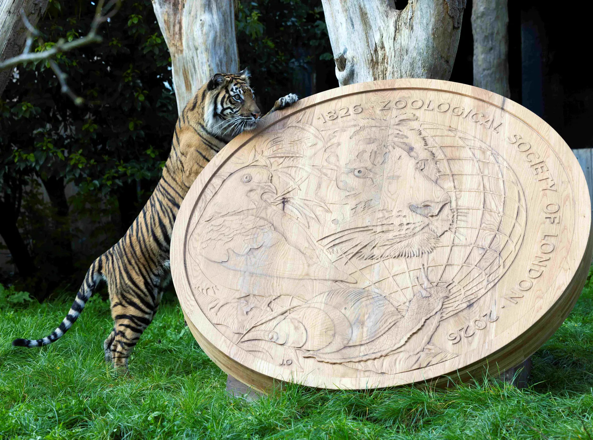 Sumatran Tiger walks in front of giant wooden coin