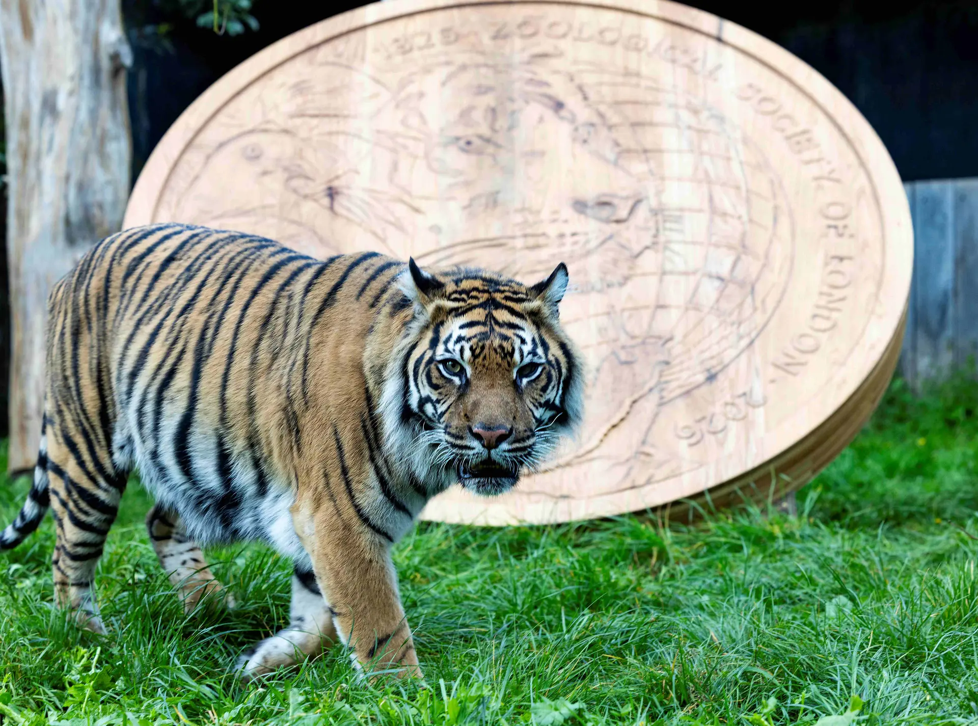 Sumatran Tiger walks in front of giant wooden coin