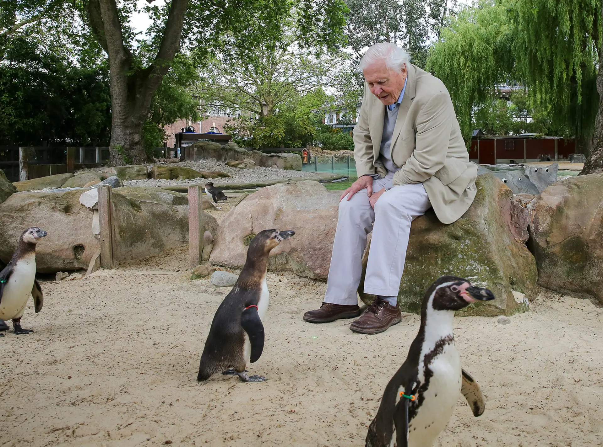 Sir David Attenborough sitting on London Zoo's Penguin Beach surrounded by penguins