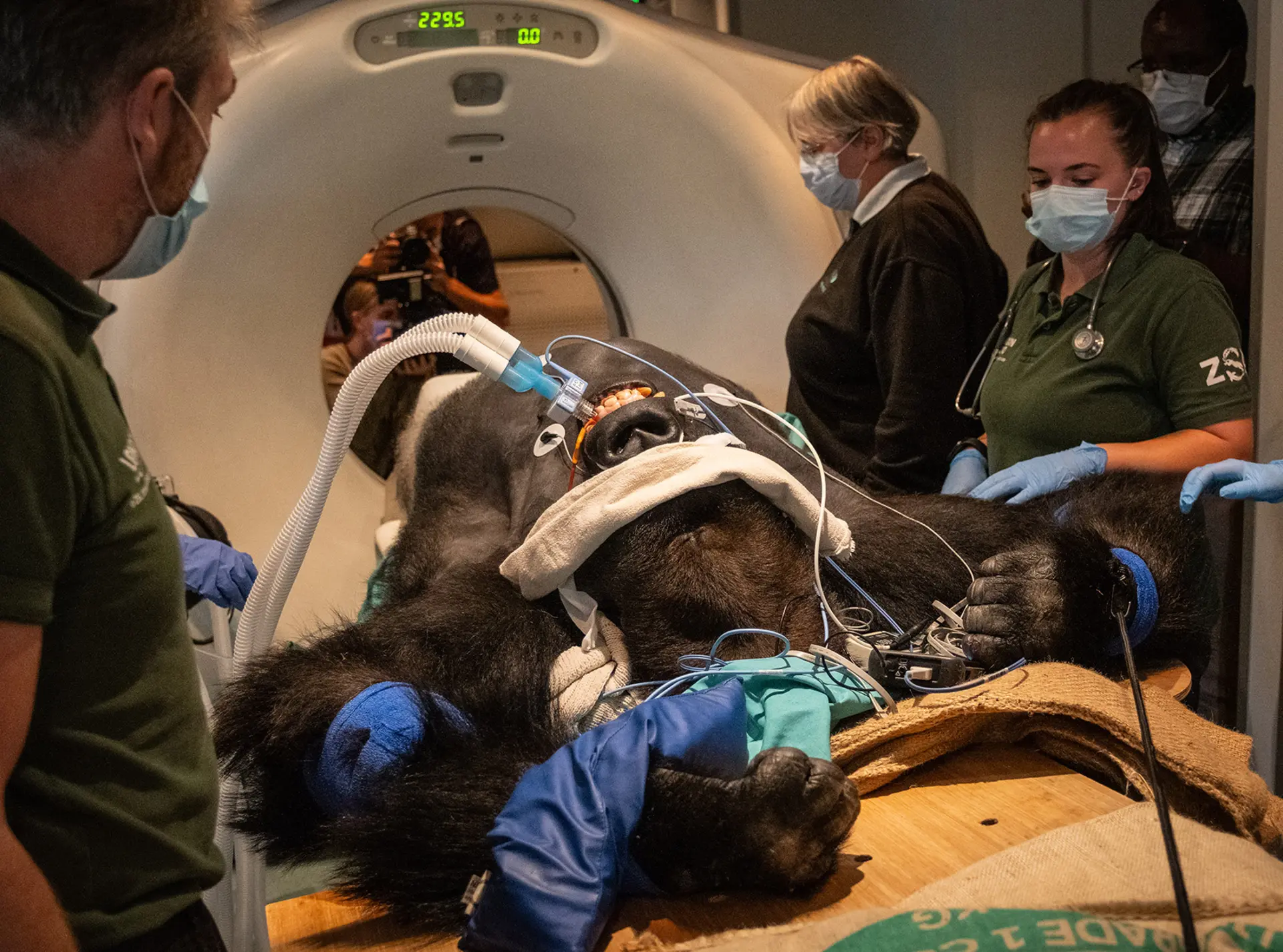 A Western lowland gorilla going in to have a CT scan with vets either side