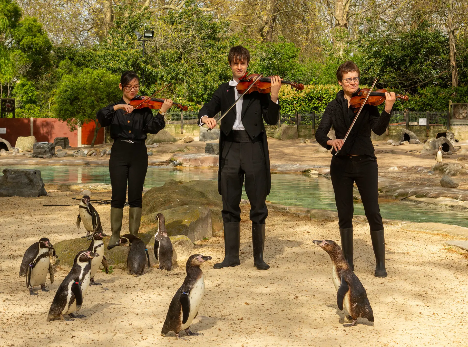 Violinists play for Humboldt Penguins
